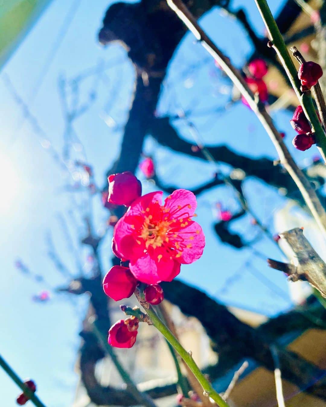 大越かず江さんのインスタグラム写真 - (大越かず江Instagram)「✨かけがえのない日々✨  梅の花が咲いていた❁⃘*.ﾟ  春を感じた🌷🐝…  たったそれだけの事なんだけど 小さな幸せを感じた🍀*゜  そんな一日でした(*ˊ˘ˋ*).•*¨*•.¸¸♬  ✨✨✨✨✨✨✨✨✨✨✨✨✨✨✨  ✨ Irreplaceable days ✨  Plum blossoms were in bloom ❁⃘ *. ゜  I felt spring 🌷🐝…  That's it I felt a little happiness 🍀 * ゜  It was such a day (*ˊ˘ˋ*).•*¨*•.¸¸♬  ✨✨✨✨✨✨✨✨✨✨✨✨✨✨✨  #春を告げる  #springday  #梅の花  #plumblossom  #happiness💕」2月6日 19時01分 - bluemoonseasky