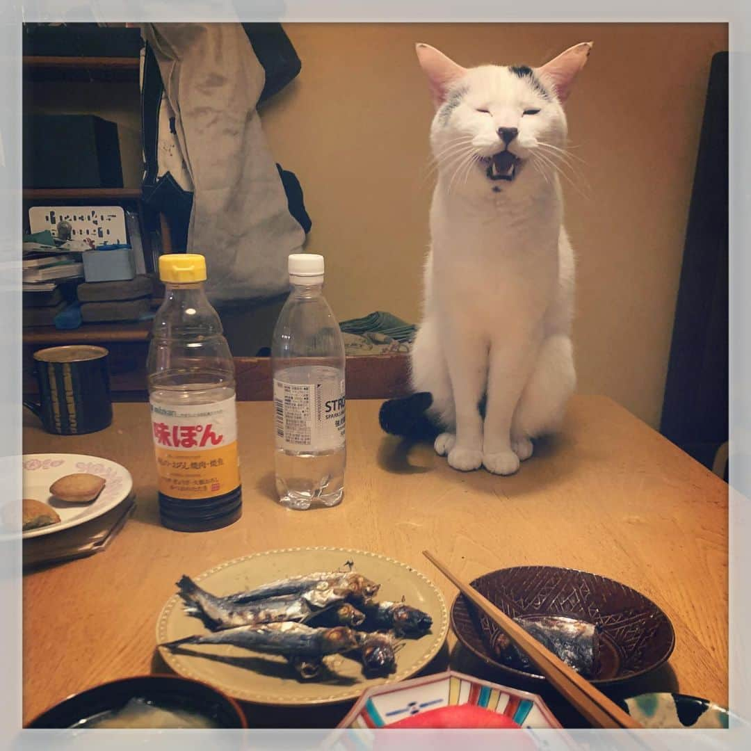 Akira Yamaguchiさんのインスタグラム写真 - (Akira YamaguchiInstagram)「鰯が欲しい男、ガバチョ。 #パンチョとガバチョ  #ヅラ猫部 #猫部 #猫#ねこら部#にゃんだふるらいふ#にゃんすたぐらむ #ねこすたぐらむ#にゃんこ #ねこ#ねこ部 #猫のいる生活#みんねこ #ねこばか#保護猫 #ペコねこ部 #cat#cats#neko#instacat#catlover#ilovecat#kitty#catoftheday#catstagram#instagramjapan#meow」2月6日 19時07分 - pancho0002