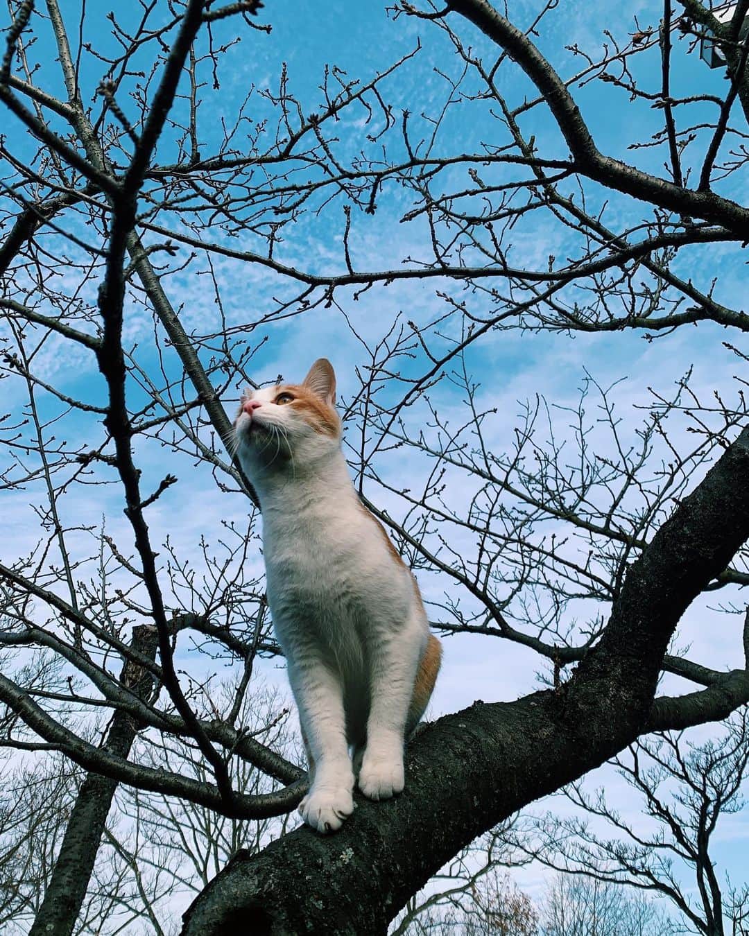 のインスタグラム：「美人猫さんに出会った」