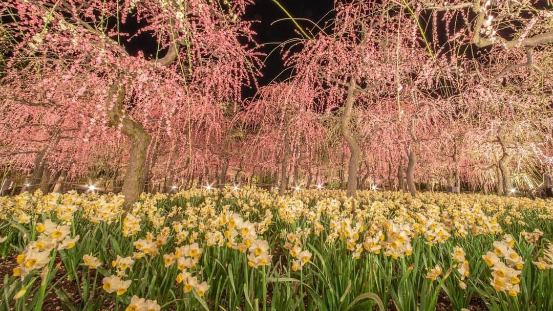 花の写真館のインスタグラム：「Photo by 川口 大輔.⠀ .⠀ Original Post[投稿いただいたURL]⠀ https://www.facebook.com/photo.php?fbid=2731993833588014⠀ .⠀ 本アカウントは、 #私の花の写真 をつけてInstagramに投稿された皆さまの花の写真や、「花の写真館」Facebookページで投稿された花の写真を紹介します。⠀ 「花の写真館」Facebookページは、「 @floral.photograph 」のプロフィールにあるURLからご覧ください。⠀ .⠀ ※各自、政府、自治体など公的機関の指示に従った行動をお願いします。⠀⠀ 東京カメラ部および分室では、写真を「見る楽しみ」を提供することを通して、微力ながら皆様にわずかな時間でも癒しをお届けしたいと思っております。⠀ ※本アカウントは東京カメラ部がFacebook、Instagramのサービスを利用して運営しているもので、Facebook社・Instagramとは一切関係ありません。⠀ .⠀ #花の写真館 #floralphotograph #floralphoto #flower #flowers⠀ Follow: @floral.photograph」