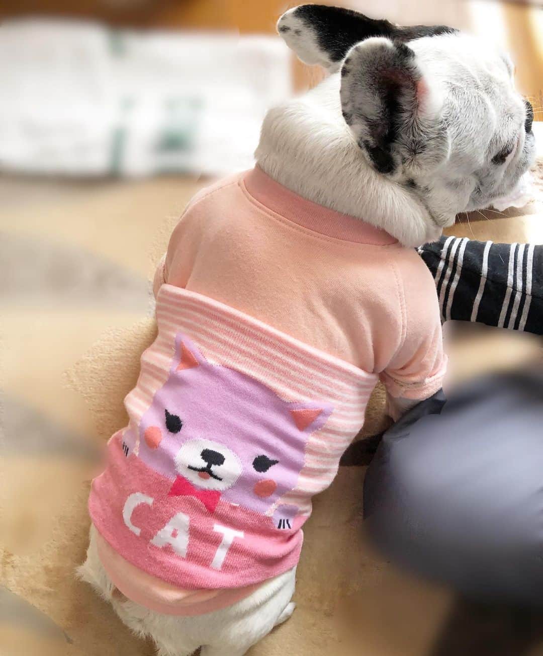 進藤やす子のインスタグラム：「✳︎ ふうちゃん🐼 ダサかわコレクション🎀 . . #西松屋 #ふうこ日記 #ふうちゃん🐼 #ふがれす卒業生 #保護犬出身 #フレンチブルドッグ #フレンチブルドッグ パイド」