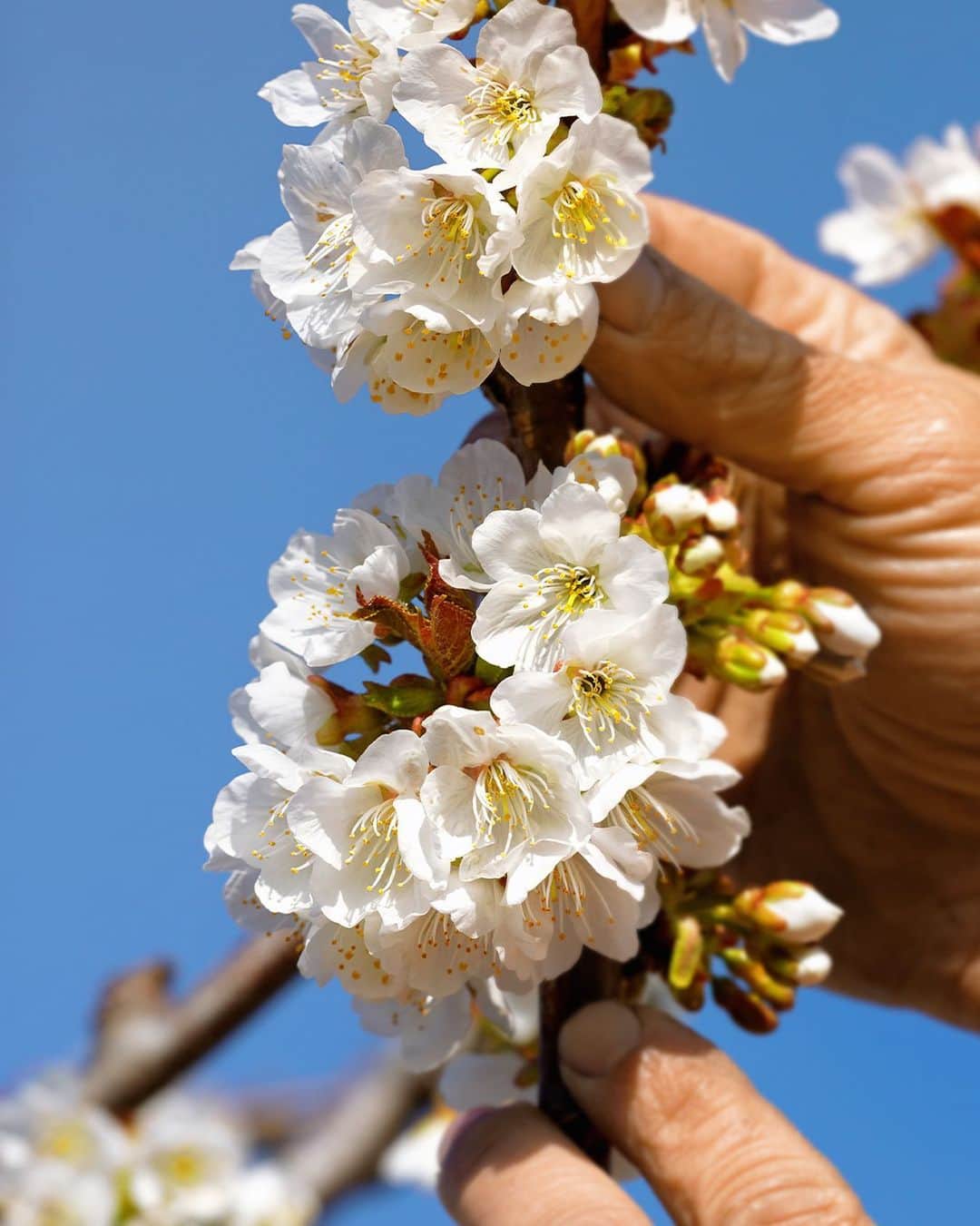 ロクシタンのインスタグラム：「The symbol of a fresh start 🌸 Cherry blossoms indicate the start of spring, and with it, new life and opportunities. Our Cherry Blossom range is no exception. Bring new life to tired looking skin and wash off the worries of yesterday. ✨  #Nature #CherryBlossom #Provence #Organic #LOccitane」