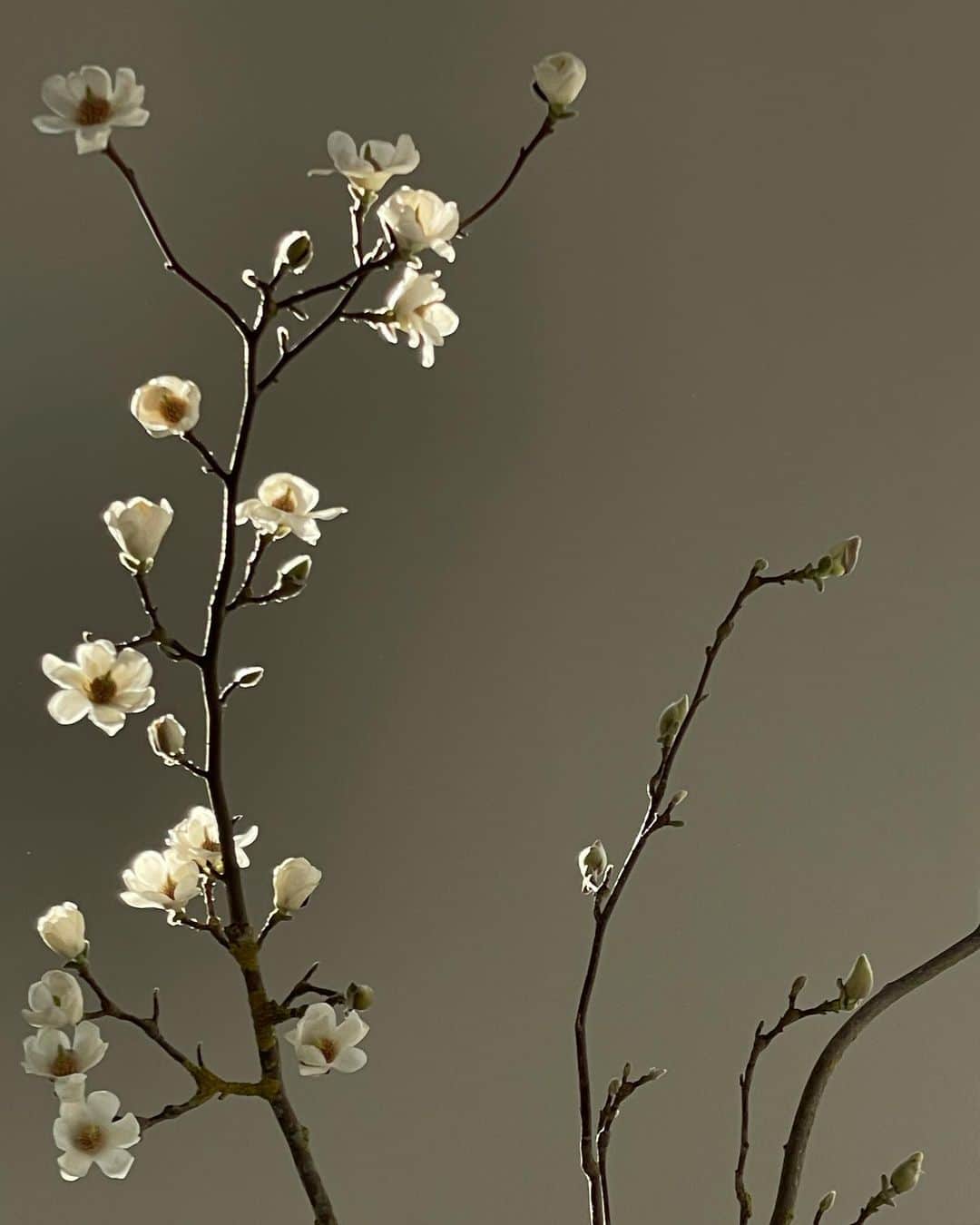 Mathilde Goehlerのインスタグラム：「How beautiful they are in bloom 🤍 and so early 😍」