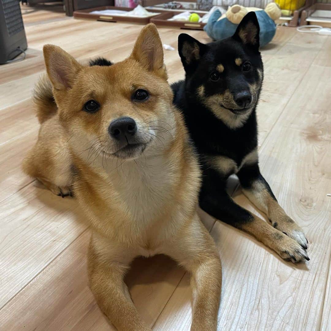 環奈（長沢菜々香の飼い犬）のインスタグラム：「仲良し」