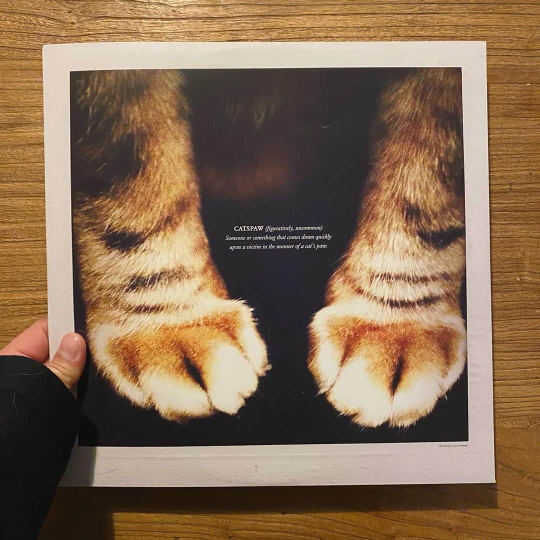 山田稔明さんのインスタグラム写真 - (山田稔明Instagram)「マシュー・スウィートがほぼすべてを一人でこなした（ドラムはリック・メンク）3年ぶりの新作。ちょうど猫の歯茎について近藤さんと話してるところだった。 #買ったレコード2021 #買ったレコード #猫ジャケ」2月6日 20時01分 - toshiakiyamada