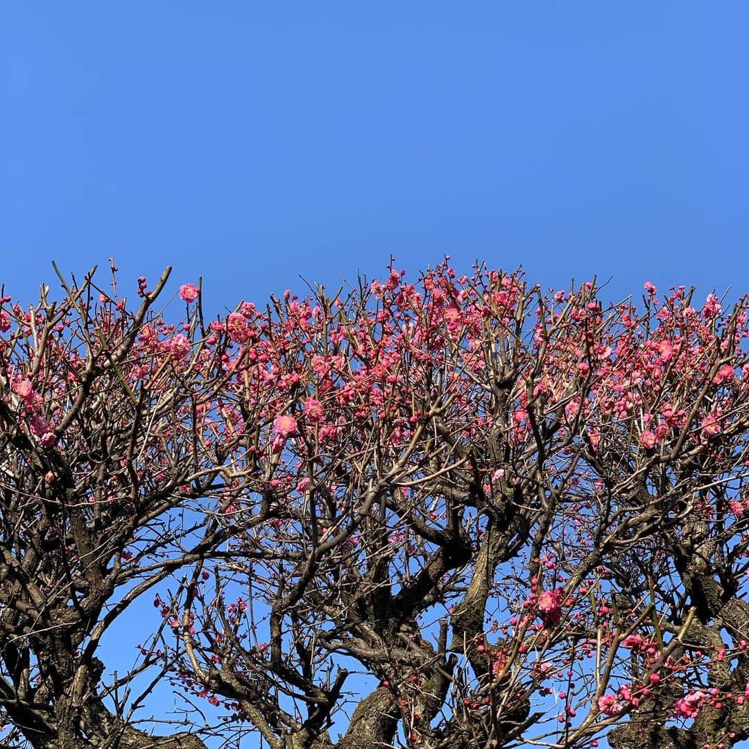 有森裕子さんのインスタグラム写真 - (有森裕子Instagram)「どんな世の中であろうとも 自然の美しさに 気持ち　癒され 生きるエネルギーをもらえる。」2月6日 20時37分 - arimori.yuko33