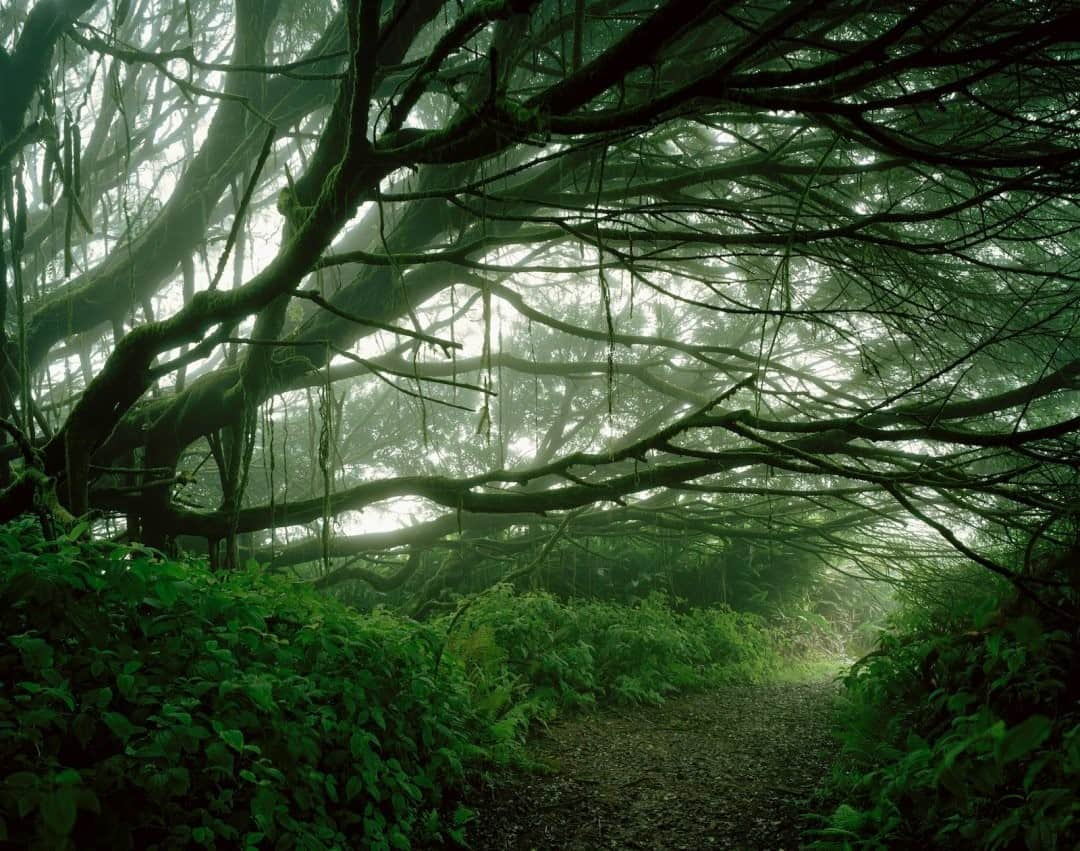 ナショナルジオグラフィックさんのインスタグラム写真 - (ナショナルジオグラフィックInstagram)「Photo by @simonnorfolkstudio / Mist-shrouded trees draped in moss along the footpath to the summit of Green Mountain, Ascension Island, South Atlantic. When Charles Darwin visited Ascension in 1836 he commented that the island was arid and “entirely destitute of trees.” After engaging his friend Joseph Hooker, later director of the Royal Botanic Gardens at Kew, Darwin, Hooker, and the Royal Navy essentially embarked on the world's first experiment in terraforming. They created a self-sustaining and self-reproducing ecosystem in an attempt to make Ascension more habitable. Green Mountain is the world’s only artificial cloud forest—a dense and verdant botanical wonderland on the one hand, but an environmental disaster on the other (as non-endemic species have all but overwhelmed the native ferns).  Follow me @simonnorfolkstudio for updates, outtakes, and unpublished and archive material.  @simonnorfolkstudio #NationalPark #simonnorfolk #forests #naturalworld #ascensionisland」2月6日 20時38分 - natgeo