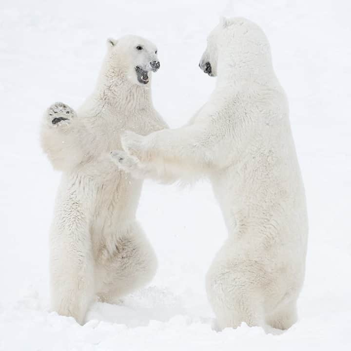 National Geographic Travelさんのインスタグラム写真 - (National Geographic TravelInstagram)「Photo by @daisygilardini / Two young males spar on the coast of the Hudson Bay in Manitoba, Canada. Polar bears are normally solitary, but each year, usually in November, they congregate in this area and wait for the water in the bay to freeze. They have to wait until the ice is thick enough to support their weight so they can hunt for seals. Play-fighting during this period is normal behavior. It’s practice for more serious standoffs during mating season.  Follow me @daisygilardini for more images and behind-the-scenes stories. #polarbear #bear #wapusknationalpark #manitoba #conservation」2月6日 20時38分 - natgeotravel