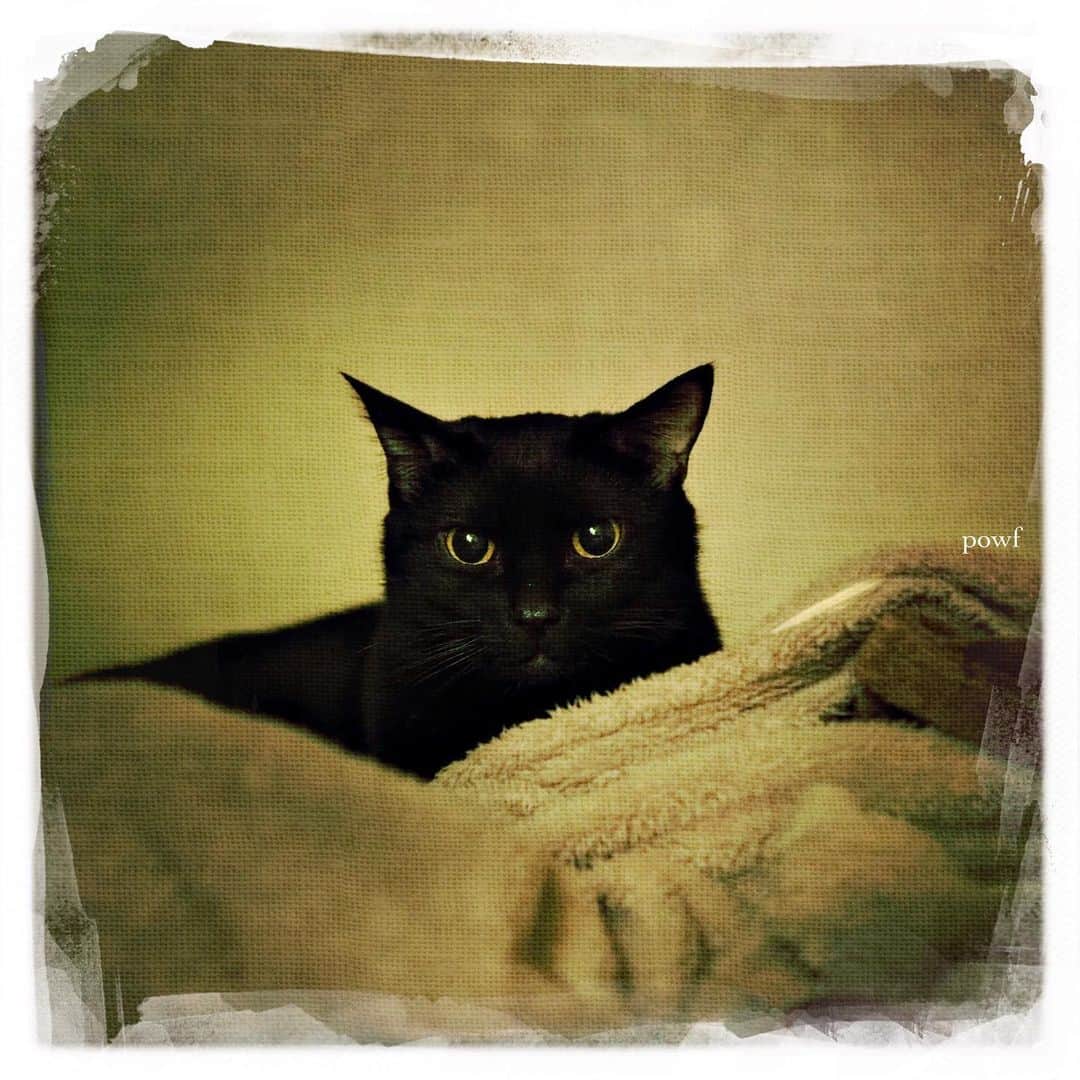 anemone_69のインスタグラム：「. #ハカセとキョウジュ #blackcat #黒猫 #cat #猫 #保護猫 . #DreamCanvas_powf . . .」