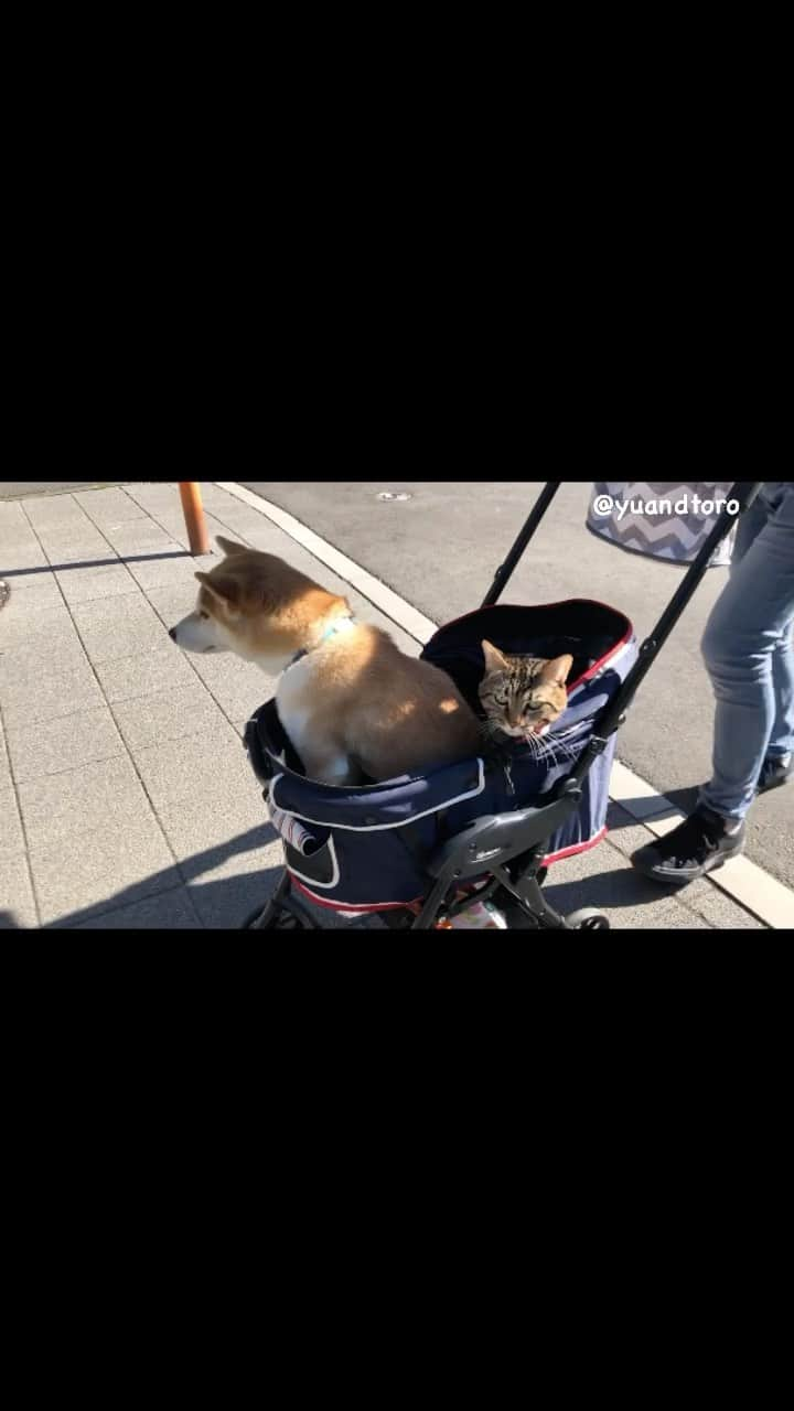 ゆうとろ（柴犬ゆうと猫のとろ）のインスタグラム