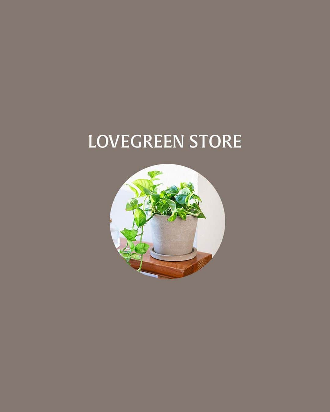 LOVEGREEN -植物と暮らしを豊かに。さんのインスタグラム写真 - (LOVEGREEN -植物と暮らしを豊かに。Instagram)「【レア ポット＆ソーサー 12 ベージュ】  柔らかな色合い。 安定感のあるフォルム。 温かみのある手触り。  見た目はシンプル。なのになぜか「この鉢が良い！」と思わせてくれる陶器鉢です。  柔らかで自然なカラーは、それ自体がかわいいだけでなく、しっかりと植物を主役にしてくれる名脇役のような存在。  特にナチュラルなウッド系の家具や、ホワイトを基調にしたお部屋の方におすすめ。きっとお部屋にすっと馴染んでくれますよ♪  テラコッタで出来ているので通気性もよく、サボテンや乾燥を好むハーブの鉢としても相性ぴったり。  12cmと高さもあるので、アイビーやポトスなど垂れ下がる系のツル性植物にも。  受け皿もセットで、直接の植え込みも可能です。  プロフィールのリンクからも、お値段やサイズなど詳しい情報がご覧いただけます。 → @lovegreen_official   #鉢 #鉢カバー #観葉植物インテリア #観葉植物のある暮らし #みどりのある暮らし #植物が好き #テラコッタ #ナチュラルカラー #ポトス #アイビー #グリーンのある暮らし #植木鉢」2月6日 21時00分 - lovegreen_official