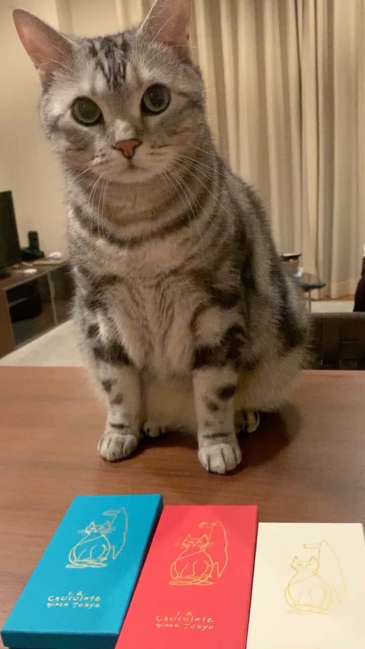 のインスタグラム：「Good morning! Bonjour!﻿ Morioka bookstore × SIXIÈME GINZA collaboration chocolate 〈1.2 Chocolate〉. It’s for human. Cats can’t eat it! 😋😾🍫 Part of the proceeds of this chocolate will be donated to The foster dog&cat NPO. * おはようございますにゃん！ 森岡書店×SIXIÈME GINZA コラボレーション企画【保護犬保護猫支援プロジェクト】の〈1.2 Chocolate（ワンニャン　チョコレート） 〉。2/4〜2/17の期間限定、数量限定で販売中。メープルシュガー、ダブルベリー、ソルトの3フレーバーで、各2,500円＋税。 猫は食べられませんよ！ママのチョコレートだよ🍫　平澤まりこさんのイラストのパッケージも可愛いですね！猫好きのチョコレート好きのママは、全部自分で食べちゃう予定。 チョコレートの中の写真はストーリーズにあげておきますね。 * #12チョコレート#12chocolate #catstagram #cat_features  #topcatphoto #cutepetclub #catsofinstagram #cats_of_world #meowsandwoofs #meowvswoof﻿ #excellent_cats #catstocker  #bestmeow #INSTACAT_MEOWS #peco #animalsco #mofmo #みんねこ #ふわもこ部 #ねこのきもち #アメショー #アメリカンショートヘア #猫 #猫好きさんと繋がりたい #nekoclub #PR」