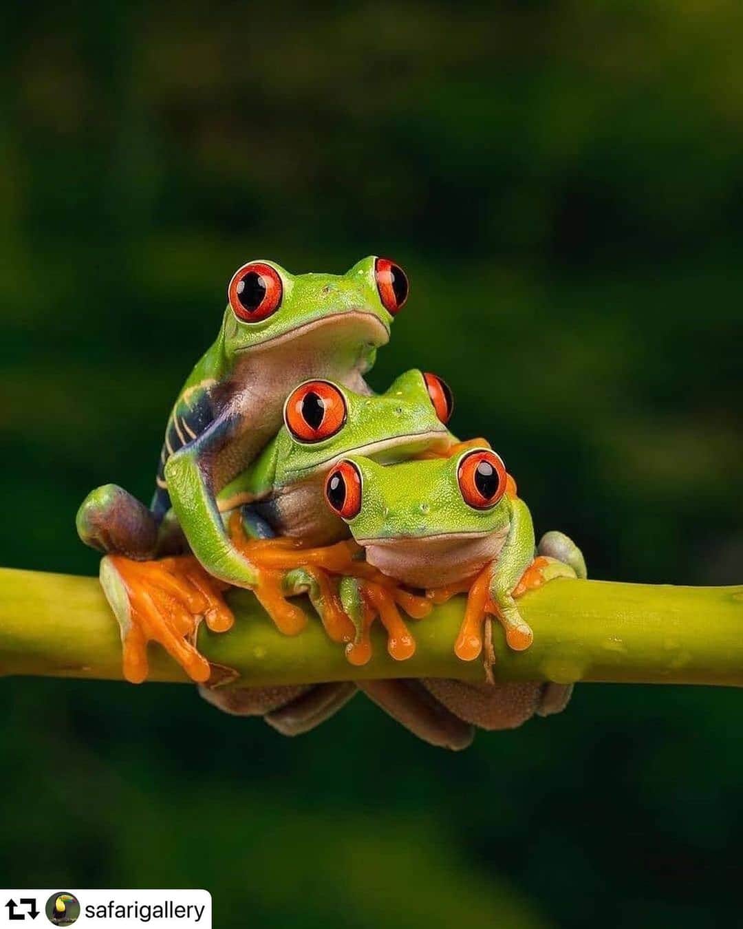エディ・マクリントックのインスタグラム：「#repost @safarigallery ・・・ Amazing Red eyed tree frogs by @dave_shawphoto ————————————————————— 1. They have their vivid red eyes to shock predators into at least briefly questioning their meal choice. 2. They have a lifespan of about 5 years. 3. Natural enemies of adult red-eyed tree frogs are snakes, spiders, bats, owls and toucans. ————————————————————— Did you know these facts about Red eyed tree frogs? Comment below👇 . . Follow @safarigallery for more and tag #safarigallery to be featured . . #discover #wild #natureisbeautiful #wildlifephotography #nature #wildlife #mothernature #animalsofinstagram #photooftheday #safarigallery #instanature #naturelover #adventure #natgeowild #travelphotography #animallover #bestnatureshots #travelphoto #instagram #animal #tour #naturephotography #natgeo #tourism #naturelovers #travel #earthpix #naturephoto #travelgram」