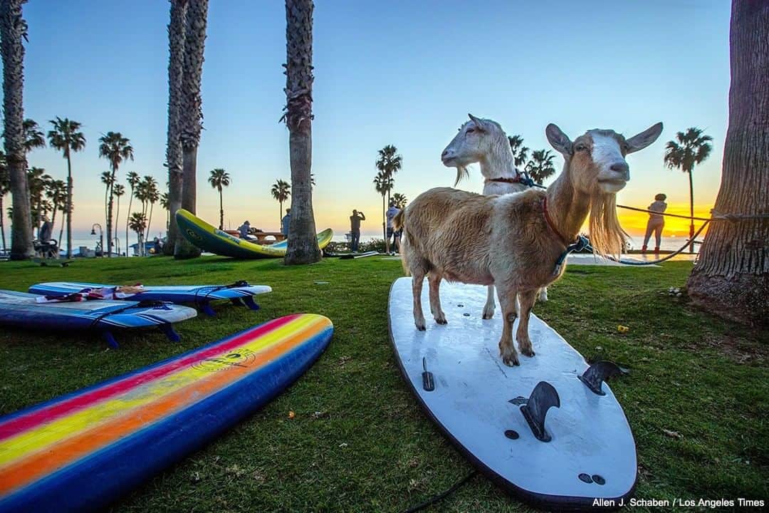 ABC Newsさんのインスタグラム写真 - (ABC NewsInstagram)「A group of surfers ride waves with goats—as part of a group known as the Surfing Goats in Pismo Beach, California. The goats were brought out as part of a show for the group's Beautifully Abled Surf Camp, where kids with special needs can surf and interact with the animals. #surfing #goats #specialneeds #support #camp #california #gooddeeds #surfinggoats #usa」2月7日 6時41分 - abcnews