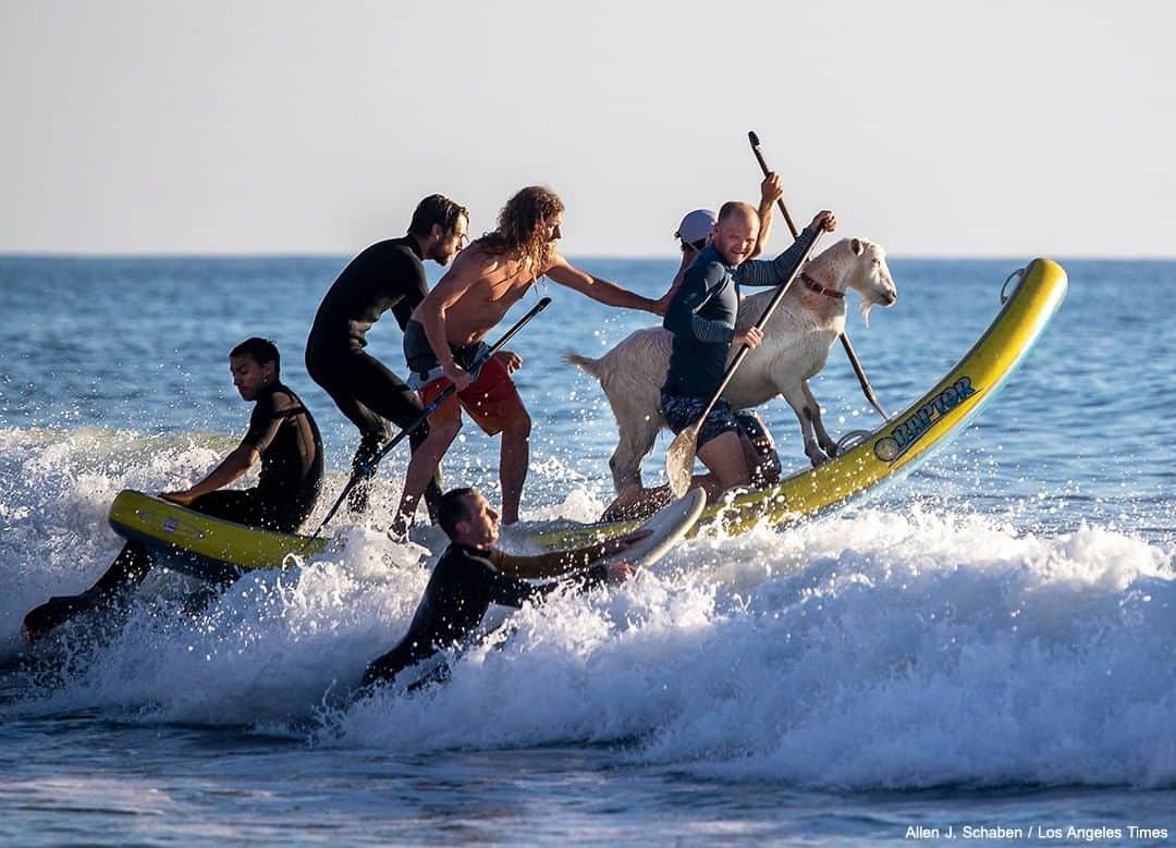 ABC Newsさんのインスタグラム写真 - (ABC NewsInstagram)「A group of surfers ride waves with goats—as part of a group known as the Surfing Goats in Pismo Beach, California. The goats were brought out as part of a show for the group's Beautifully Abled Surf Camp, where kids with special needs can surf and interact with the animals. #surfing #goats #specialneeds #support #camp #california #gooddeeds #surfinggoats #usa」2月7日 6時41分 - abcnews