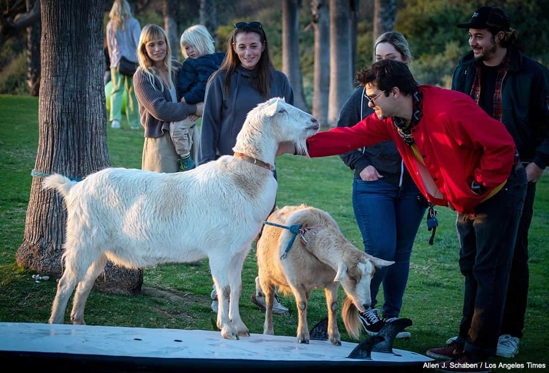 ABC Newsさんのインスタグラム写真 - (ABC NewsInstagram)「A group of surfers ride waves with goats—as part of a group known as the Surfing Goats in Pismo Beach, California. The goats were brought out as part of a show for the group's Beautifully Abled Surf Camp, where kids with special needs can surf and interact with the animals. #surfing #goats #specialneeds #support #camp #california #gooddeeds #surfinggoats #usa」2月7日 6時41分 - abcnews