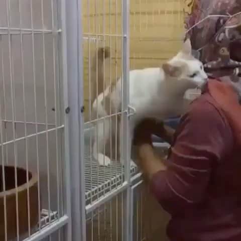 Cute Pets Dogs Catsのインスタグラム