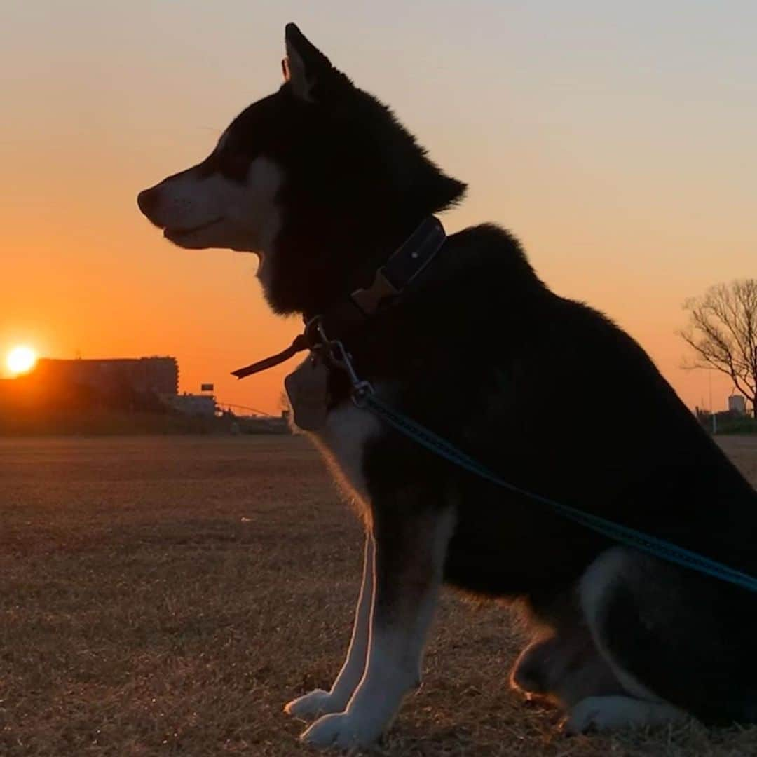 くろさんのインスタグラム写真 - (くろInstagram)「🌅朝陽を浴びる豆🐕 #朝んぽ #朝陽を浴びて #朝日を浴びて #sunrise #kuroshiba #blackshiba #shibainu #shibadog #shibastagram #dogstagram #instadog #柴犬 #黒柴 #黑柴 #和犬 #日本犬 #わんこ #イッヌ」2月7日 7時19分 - m6bmw