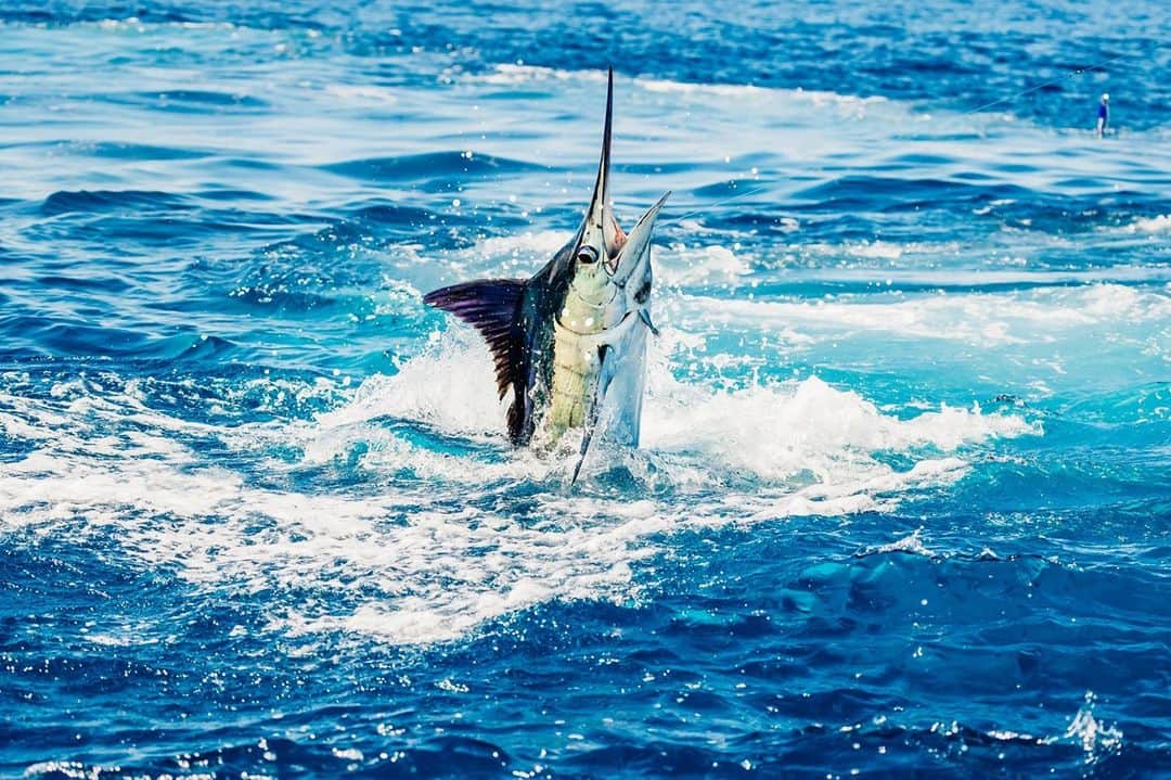 Costa Sunglassesのインスタグラム：「"Tag and release is one of the most important things you can do to conserve billfish for two main reasons.  1. It provides an enormous amount of data that is used for stock assessments and management, data that scientists would never be able to procure in such mass on their own. 2. It has created a culture shift in our recreational community. Tag and release enables us to chase these fish while conserving them at the same time. Instead of harvesting them, we are ensuring that they survive and live on for generations to come." - @thebillfishfoundation  Learn more at billfish.org.」