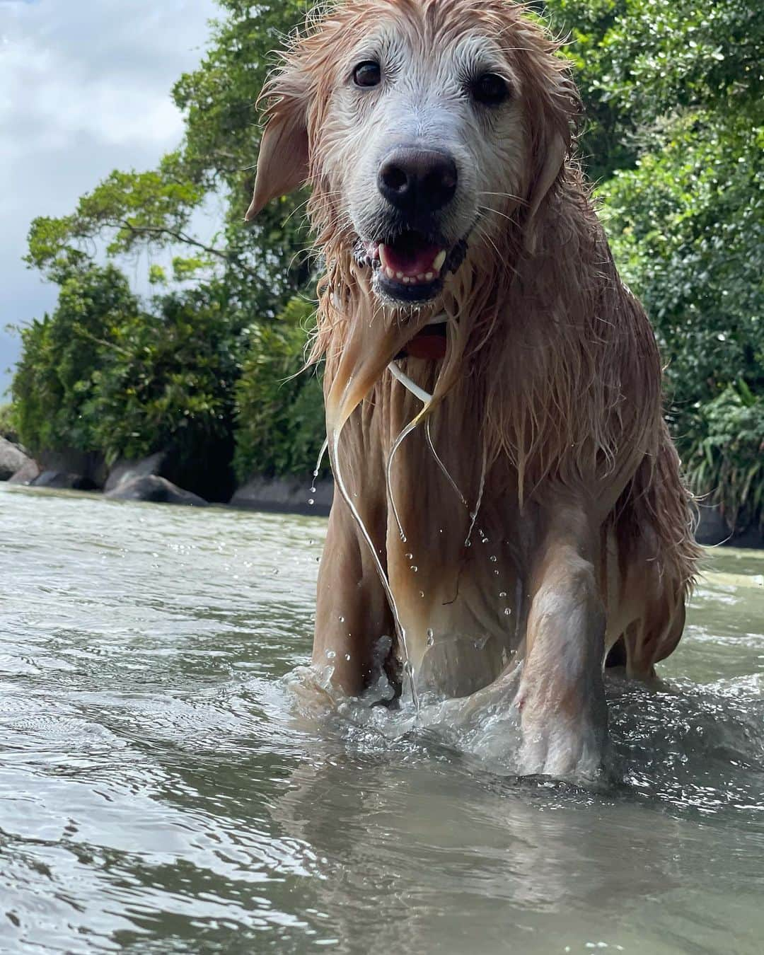 Bobさんのインスタグラム写真 - (BobInstagram)「E hoje deu praia 🏖#VaiTerCachorroNaPraiaSim  . . #pets #photooftheday #petsofinstagram #instagrammers #instagram #instadaily #vejasp #goldenretriever #goldenretrievers #goldenretrieversofinstagram #dogs #dogstyle #dogoftheday #dogsofinstagram #saopaulo #gudfriends #photography」2月7日 7時47分 - bob_marley_goldenretriever