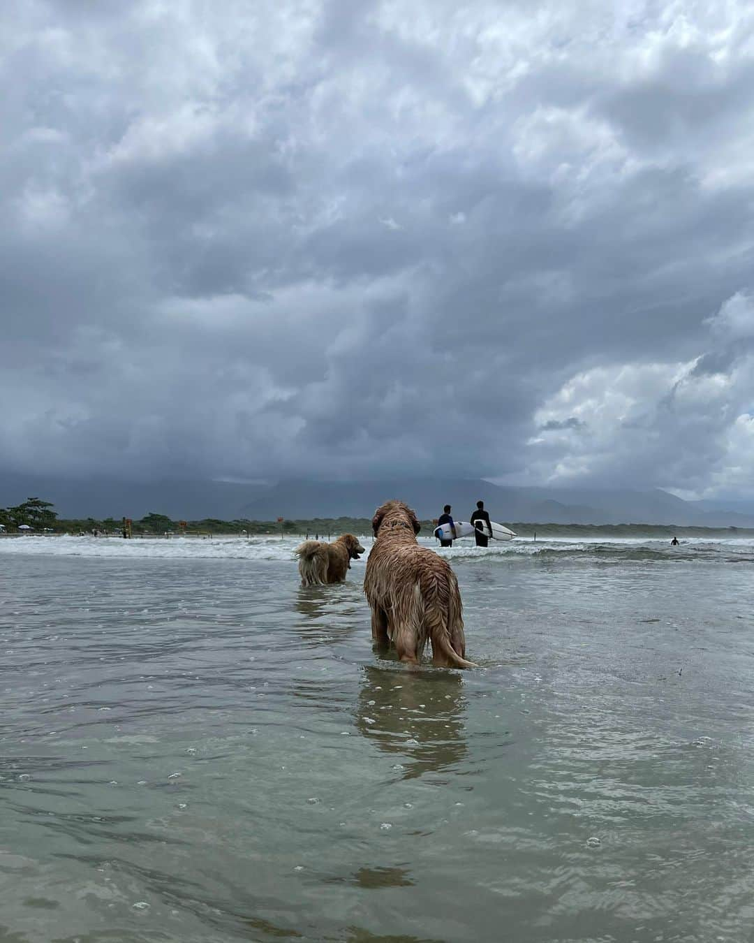 Bobさんのインスタグラム写真 - (BobInstagram)「E hoje deu praia 🏖#VaiTerCachorroNaPraiaSim  . . #pets #photooftheday #petsofinstagram #instagrammers #instagram #instadaily #vejasp #goldenretriever #goldenretrievers #goldenretrieversofinstagram #dogs #dogstyle #dogoftheday #dogsofinstagram #saopaulo #gudfriends #photography」2月7日 7時47分 - bob_marley_goldenretriever