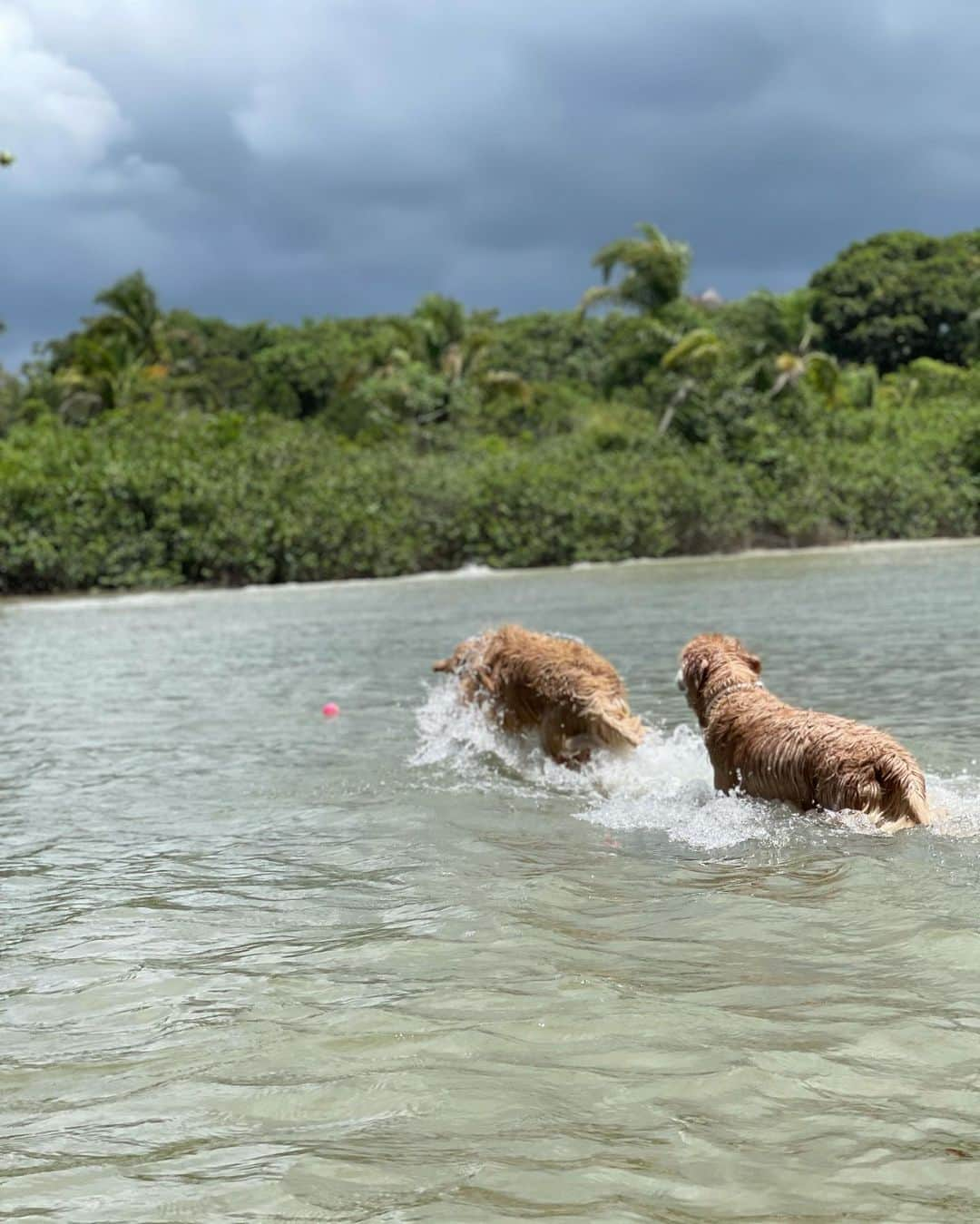 Bobさんのインスタグラム写真 - (BobInstagram)「E hoje deu praia 🏖#VaiTerCachorroNaPraiaSim  . . #pets #photooftheday #petsofinstagram #instagrammers #instagram #instadaily #vejasp #goldenretriever #goldenretrievers #goldenretrieversofinstagram #dogs #dogstyle #dogoftheday #dogsofinstagram #saopaulo #gudfriends #photography」2月7日 7時47分 - bob_marley_goldenretriever