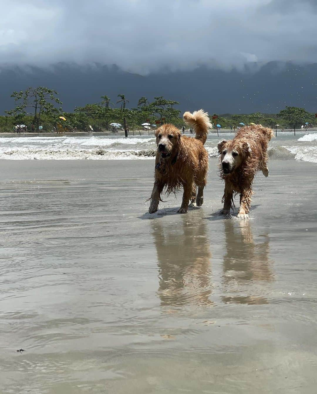 Bobさんのインスタグラム写真 - (BobInstagram)「E hoje deu praia 🏖#VaiTerCachorroNaPraiaSim  . . #pets #photooftheday #petsofinstagram #instagrammers #instagram #instadaily #vejasp #goldenretriever #goldenretrievers #goldenretrieversofinstagram #dogs #dogstyle #dogoftheday #dogsofinstagram #saopaulo #gudfriends #photography」2月7日 7時47分 - bob_marley_goldenretriever