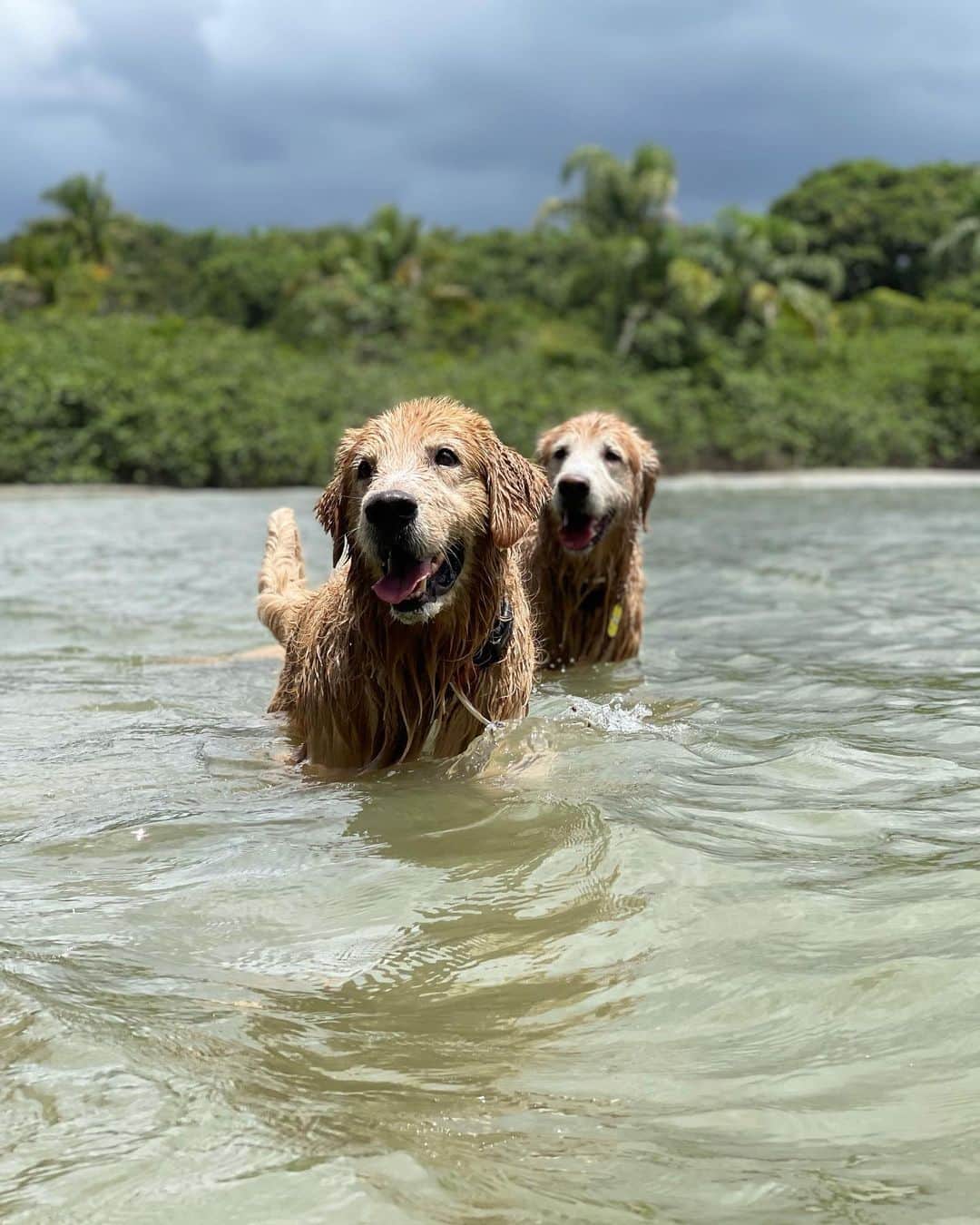 Bobのインスタグラム：「E hoje deu praia 🏖#VaiTerCachorroNaPraiaSim  . . #pets #photooftheday #petsofinstagram #instagrammers #instagram #instadaily #vejasp #goldenretriever #goldenretrievers #goldenretrieversofinstagram #dogs #dogstyle #dogoftheday #dogsofinstagram #saopaulo #gudfriends #photography」