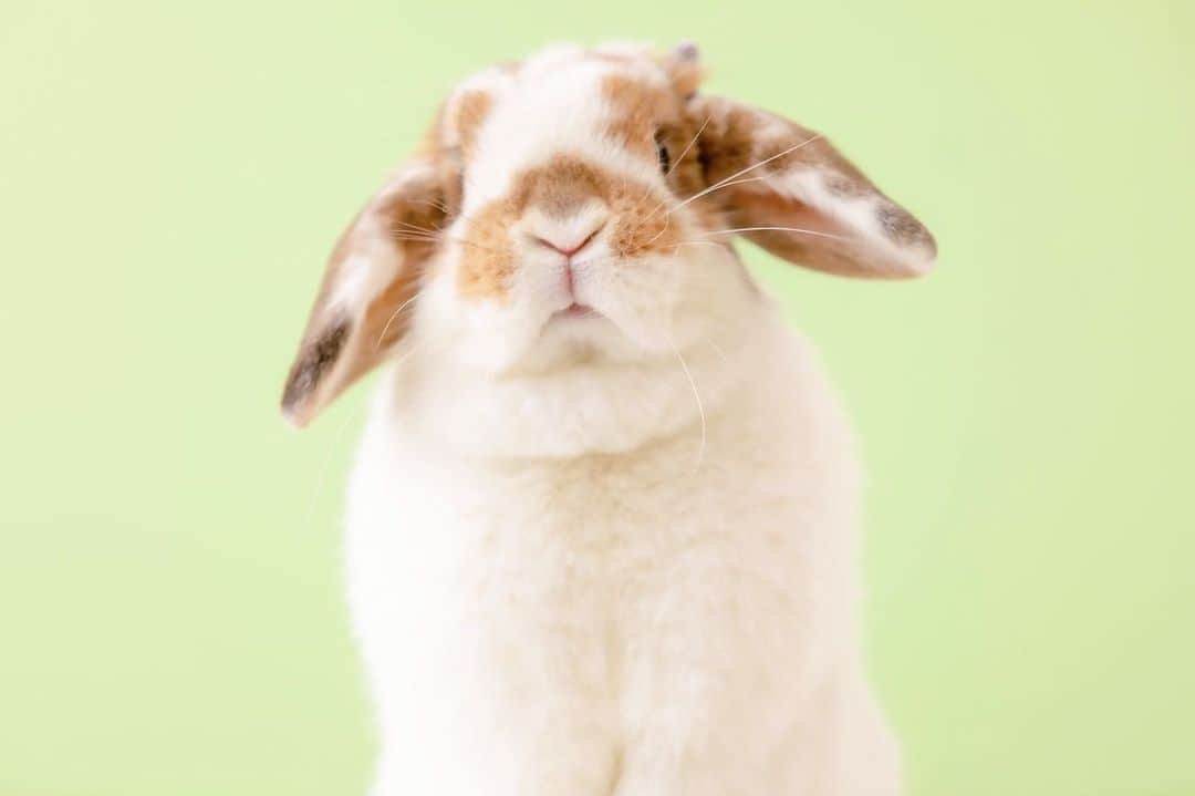 usagraphさんのインスタグラム写真 - (usagraphInstagram)「リンリンのマスクケースができたにょ🐶💕 ちびまふが可愛い😂  ミラー付きのマスクケースは、うさぎしんぼる展in大阪に出品します✨  レギュラーサイズのマスクもバッチリはいりますよ〜😷 ＊ ＊ ＊ #うさぎ　#rabbit #bunny #アニマル写真部　＃instabunnies #igersjp  #tokyocameraclub #東京カメラ部  #bunnystagram  #うさぎ部 #ホーランドロップ #hollandlop  #ファインダー越しの私の世界  #myfujilove  #今日もx日和　#cutepets」2月6日 23時00分 - usagraph