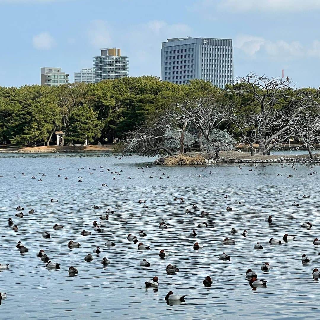 のインスタグラム：「身体的距離。 #大濠公園#福岡市#鳥#福岡市長#高島宗一郎」