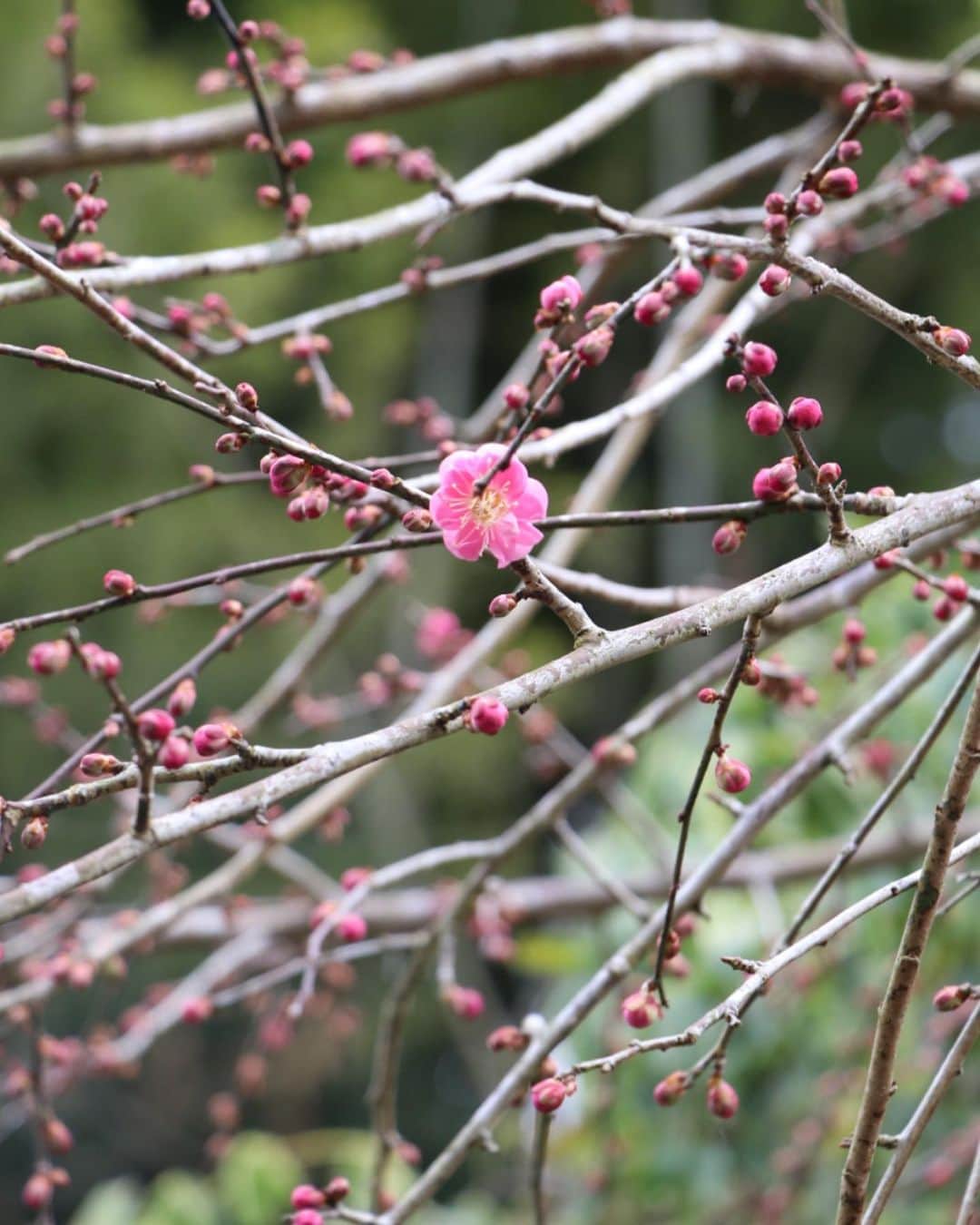 komugiさんのインスタグラム写真 - (komugiInstagram)「2021.2.6  今が満開の白梅に続くように 紅梅も咲きはじめ、 山間の実家にも 美しい花の季節が訪れています。 両親の元気だった頃の景色を再びと、 片付け樹々の剪定伐採を進めています。 お手伝い下さる方々のお茶請けに用意した お菓子も投函しました。  椿葉で道明寺粉のお団子を包んだ椿餅、 切り分け苺を飾ったココア味の台湾カステラ、 クレープの日の苺のクレープ、 抹茶の日の今日は、 抹茶ガナッシュでまとめた抹茶ケーキを。 頂いていた和紅茶を煎れて 一息つきました。  #抹茶ケーキ #椿餅 #クレープ #台湾カステラ」2月6日 23時00分 - komugi3955