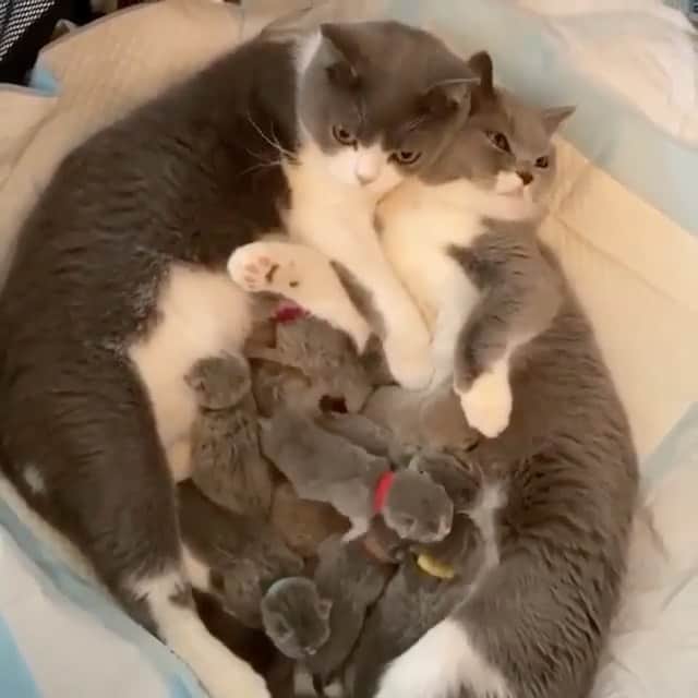 Cute Pets Dogs Catsのインスタグラム