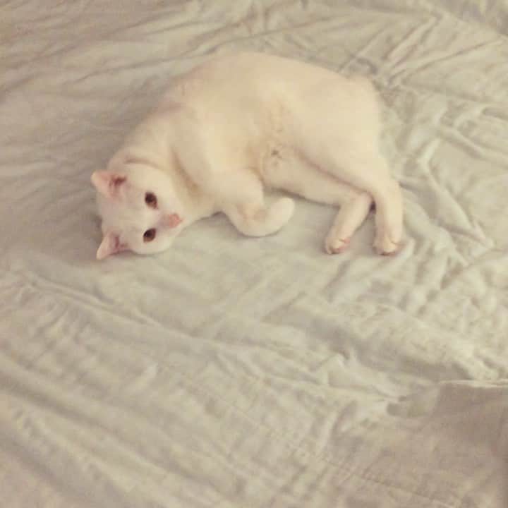 岡田屋鉄蔵のインスタグラム：「ベッドメイク邪魔し隊。  べ様そっくりなんだもの。 不覚にも涙」