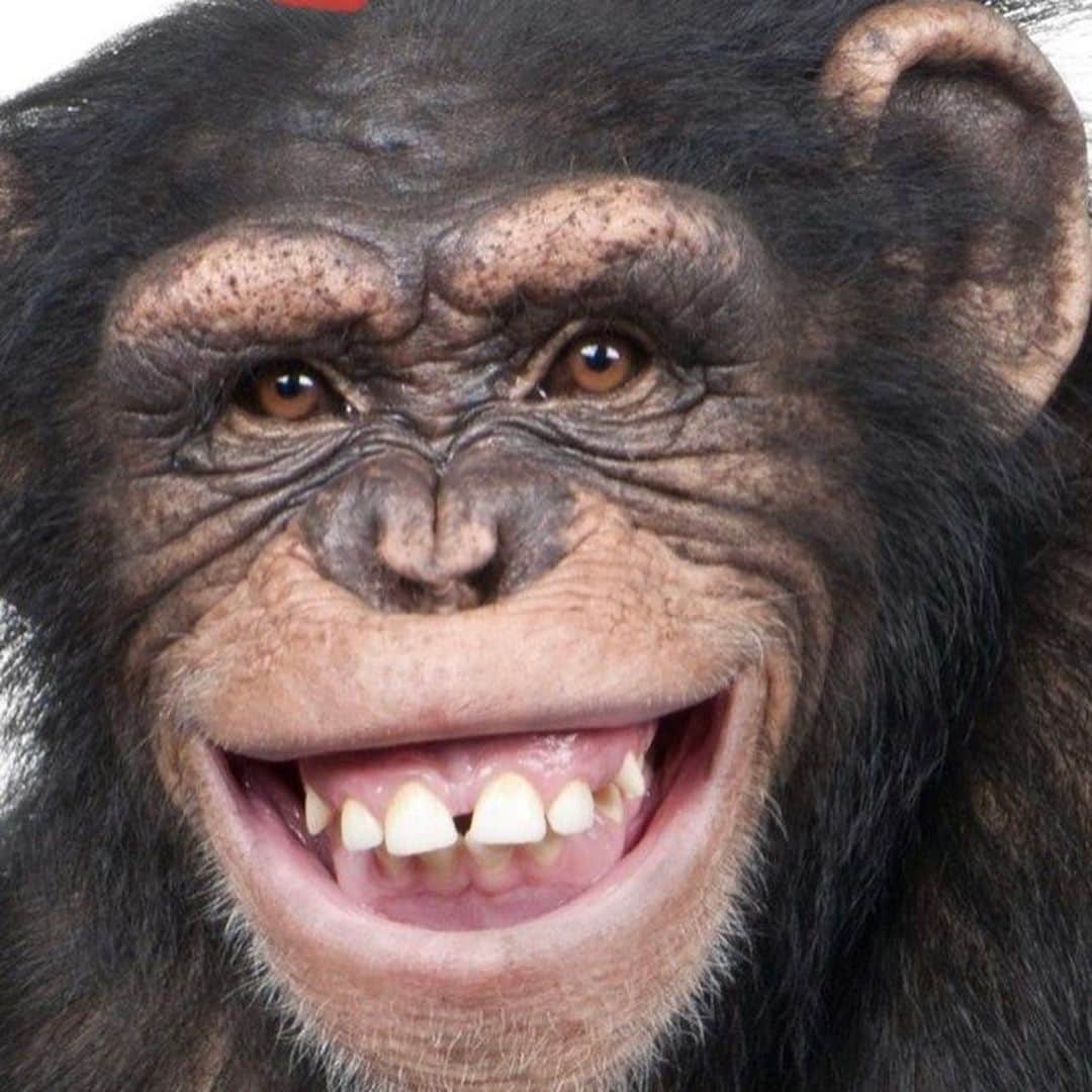 岡田祐佳さんのインスタグラム写真 - (岡田祐佳Instagram)「（右にスクロール） 最近やたら言われます…  わざわざLINEでお知らせもしてくれます🤣 （写真も名前入りですもらいましたww）  自分でも自覚ある。  結実からも猿グッズよくもらいます。  猿…で  ええやん😆😆😆😆  #猿 #猿顔 #チンパンジー #自覚あり #lineでお知らせ　#猿顔でも好きだと言って　  #猿がお好き集まれ　#猿というよりチンパンジー　#確かに似てる #ぶっちゃけ #嫌で はないw #よく探したな #ほめてやる w」2月6日 23時14分 - yukachin719