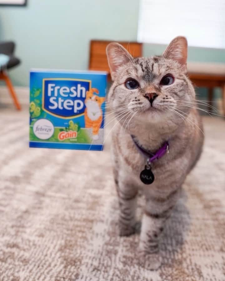 nala_catのインスタグラム：「Stay tuned next week for our new @FreshStep #FreshPeetFunBeat video! This Fresh Step litter has the amazing Gain Scent that inspires my tiny peets to make fresh beats! Fresh Step with Febreze Freshness and Gain Scent provides powerful 10-day odor control and is 99.9% dust-free. My hooman thinks that's something to celebrate! Learn more via link in bio. #ad!」