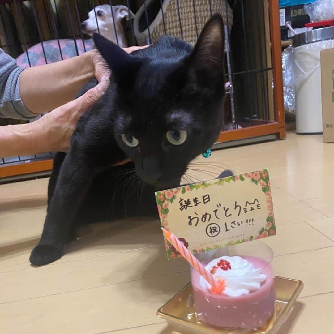 笑福亭恭瓶のインスタグラム：「我が家のニャンコが一歳の誕生日を迎えました。ケーキを食べて、プレゼントのトンネルで楽しんでくれたかな。 長く一緒に居ようね。 #笑福亭恭瓶  #ボンベイ  #誕生日」