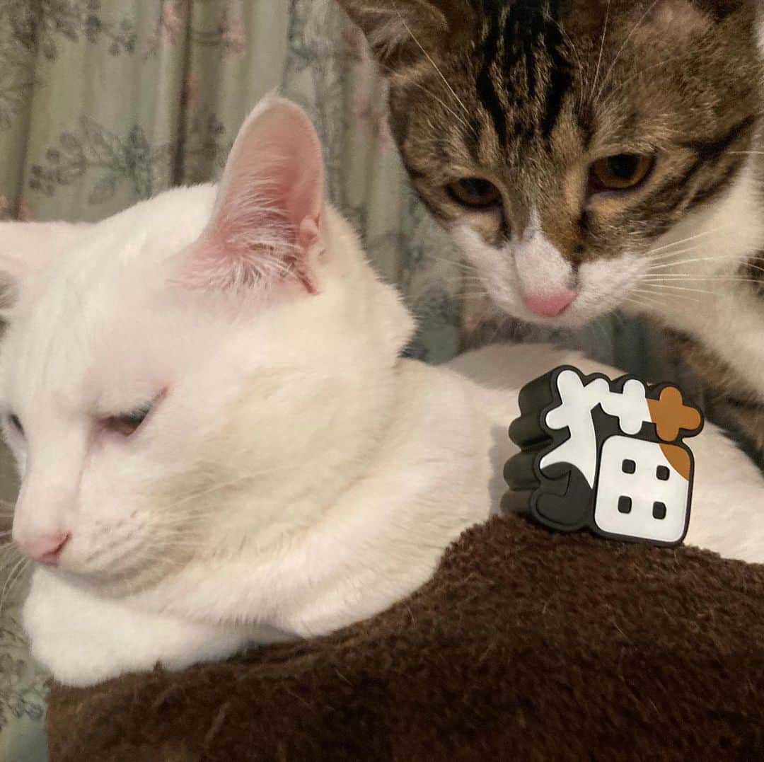 佐伯日菜子さんのインスタグラム写真 - (佐伯日菜子Instagram)「#ガチャガチャ  #カプセルトイ  #猫  #catstagram  #ミロバーニャ  #白猫  #きじしろ  #かわいい  バーニャがなんか猫っぽくない横顔。」2月6日 23時50分 - hinakosaeki