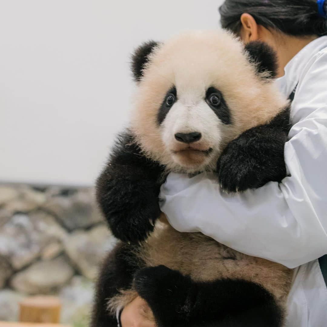 パンダ（白浜）のインスタグラム：「#彩浜 as little 2019 🐼😊🐼 #photography #adventureworld #アドベンチャーワールド #ADVENTUREWORLDPANDAS #baby #HELLOLITTLE #pandamental #hellopanda #ハローリトル #ハローパンダ #パンダグラビア #パンダ　and #panda #pandababy 🐼🐼🐼」