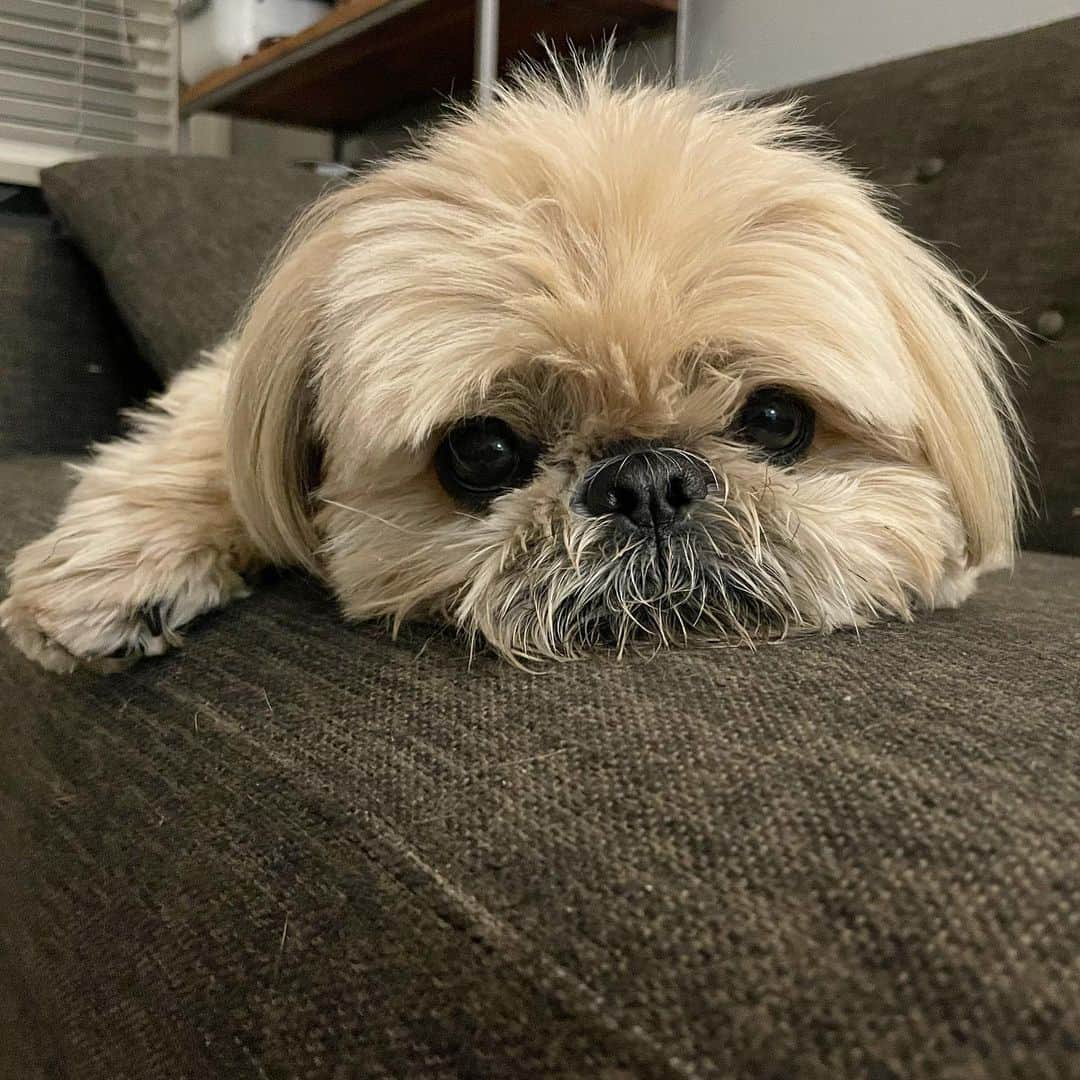 Dougie the Shih Tzuのインスタグラム：「Soft eyes.」