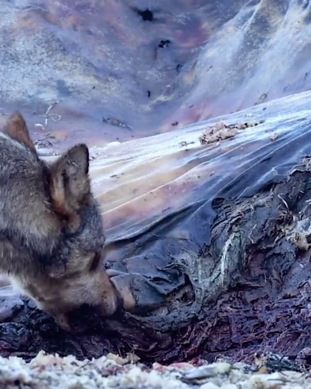 WildLifeのインスタグラム：「By @steve_woods_photography Very happy to see this wonderful Wolf Mother on the front cover of @oceanographic_mag - head over to them to read the full article of these wonderful animals. This is her, tucking in to a meal of cold, rotten whale. A tasty and hugely calorific meal delivered by the oceans.」