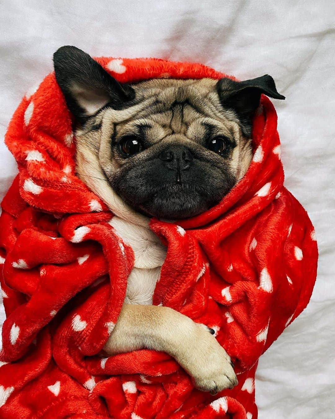 itsdougthepugさんのインスタグラム写真 - (itsdougthepugInstagram)「“Do u have a Valentine? If not can I be urs?” -Doug」2月7日 0時52分 - itsdougthepug