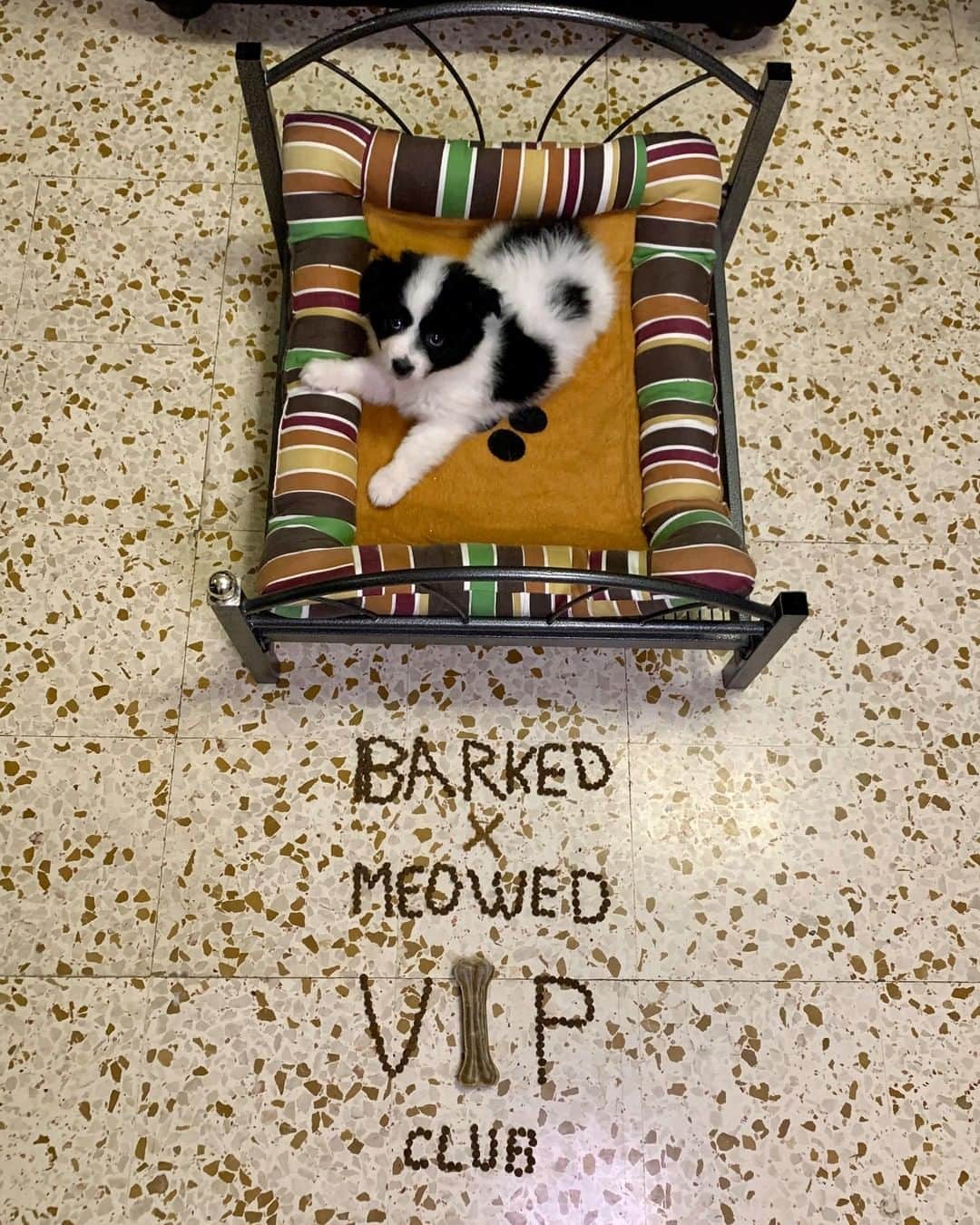 8crapさんのインスタグラム写真 - (8crapInstagram)「Join the “Barked X Meowed VIP Club” for monthly rewards! 🐾 Refer your friends to join for a chance to win an extra $100 Amazon Gift Card! . 🎁 Tap link in bio to join the “Barked X Meowed VIP Club” for FREE now! - 📷 @milou_spitz - #️⃣ Hashtag #BarkedMeowedVIPClub on your dog’s photo/video like this, for a chance to be featured! - #barked @meowed #BarkedMeowedVIPClub #BMVIPC #dog #doggo #Spitz」2月7日 1時00分 - barked