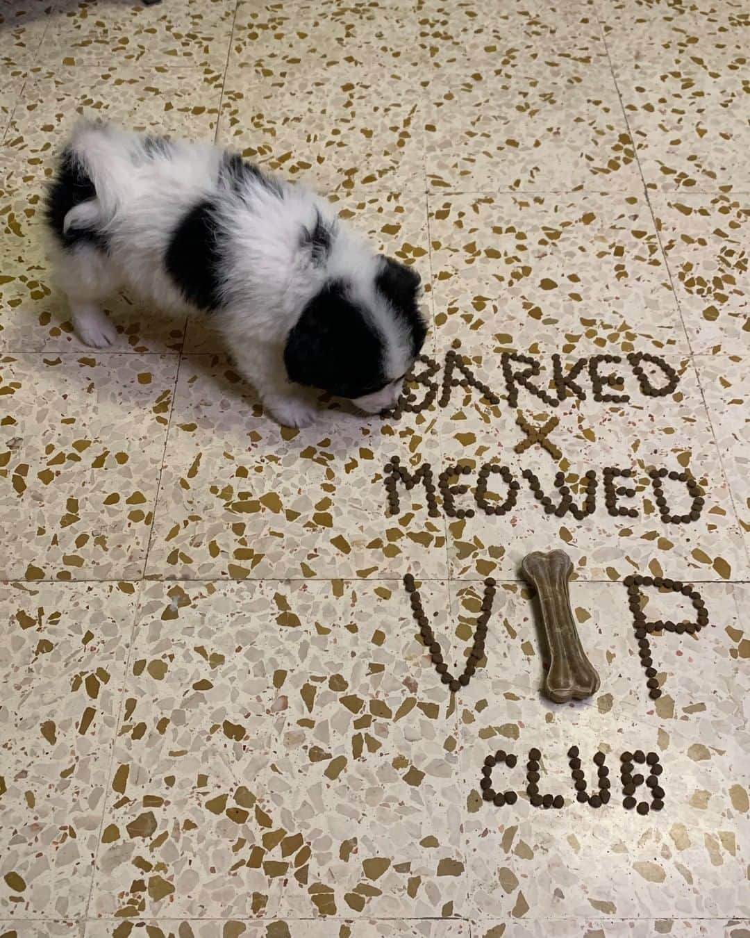 8crapさんのインスタグラム写真 - (8crapInstagram)「Join the “Barked X Meowed VIP Club” for monthly rewards! 🐾 Refer your friends to join for a chance to win an extra $100 Amazon Gift Card! . 🎁 Tap link in bio to join the “Barked X Meowed VIP Club” for FREE now! - 📷 @milou_spitz - #️⃣ Hashtag #BarkedMeowedVIPClub on your dog’s photo/video like this, for a chance to be featured! - #barked @meowed #BarkedMeowedVIPClub #BMVIPC #dog #doggo #Spitz」2月7日 1時00分 - barked