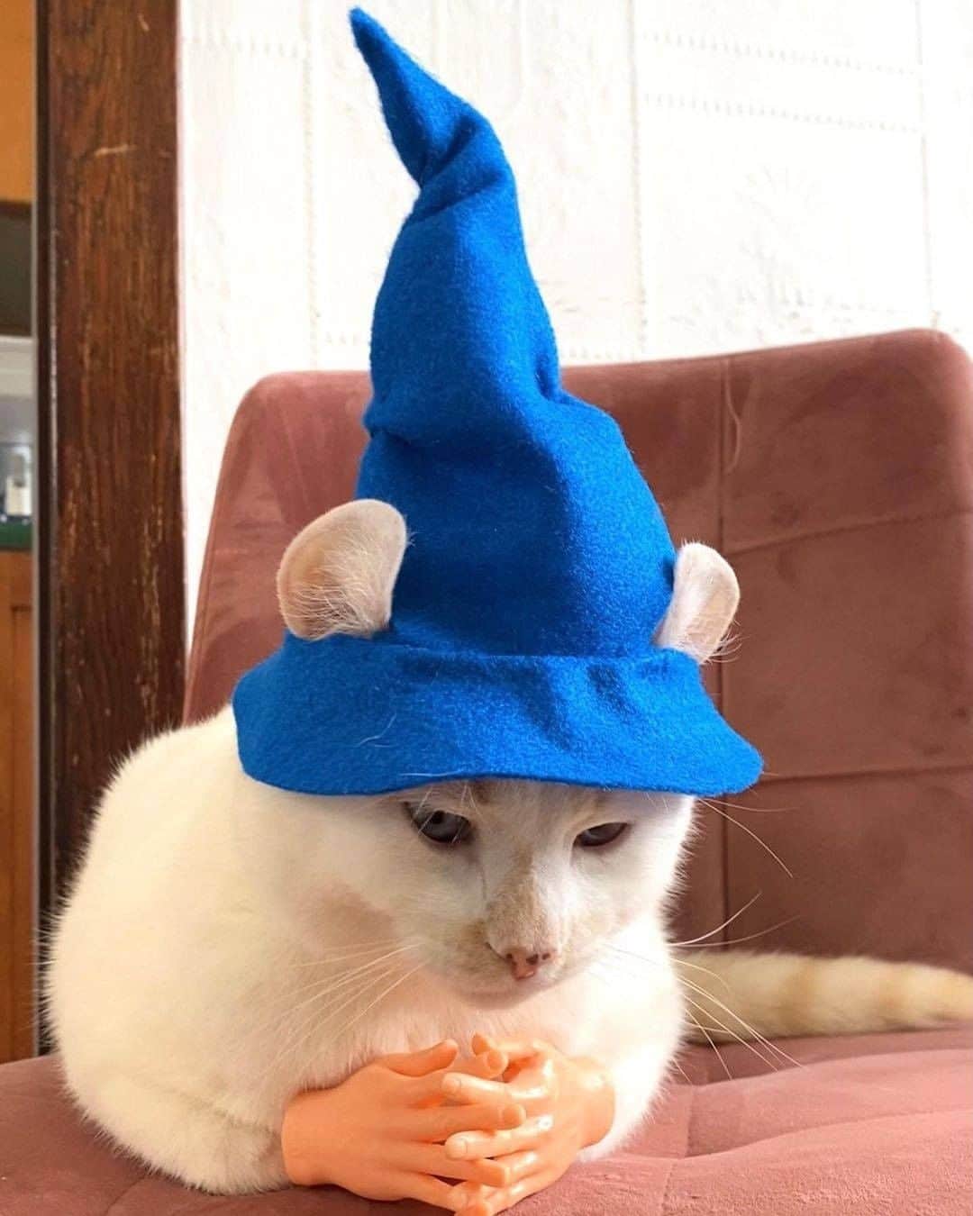 Aww Clubさんのインスタグラム写真 - (Aww ClubInstagram)「Leave a question wizard @pringles_thecat will try to give you an answer  #meowed #pringles #wizard #masterofwisdom」2月7日 1時00分 - meowed