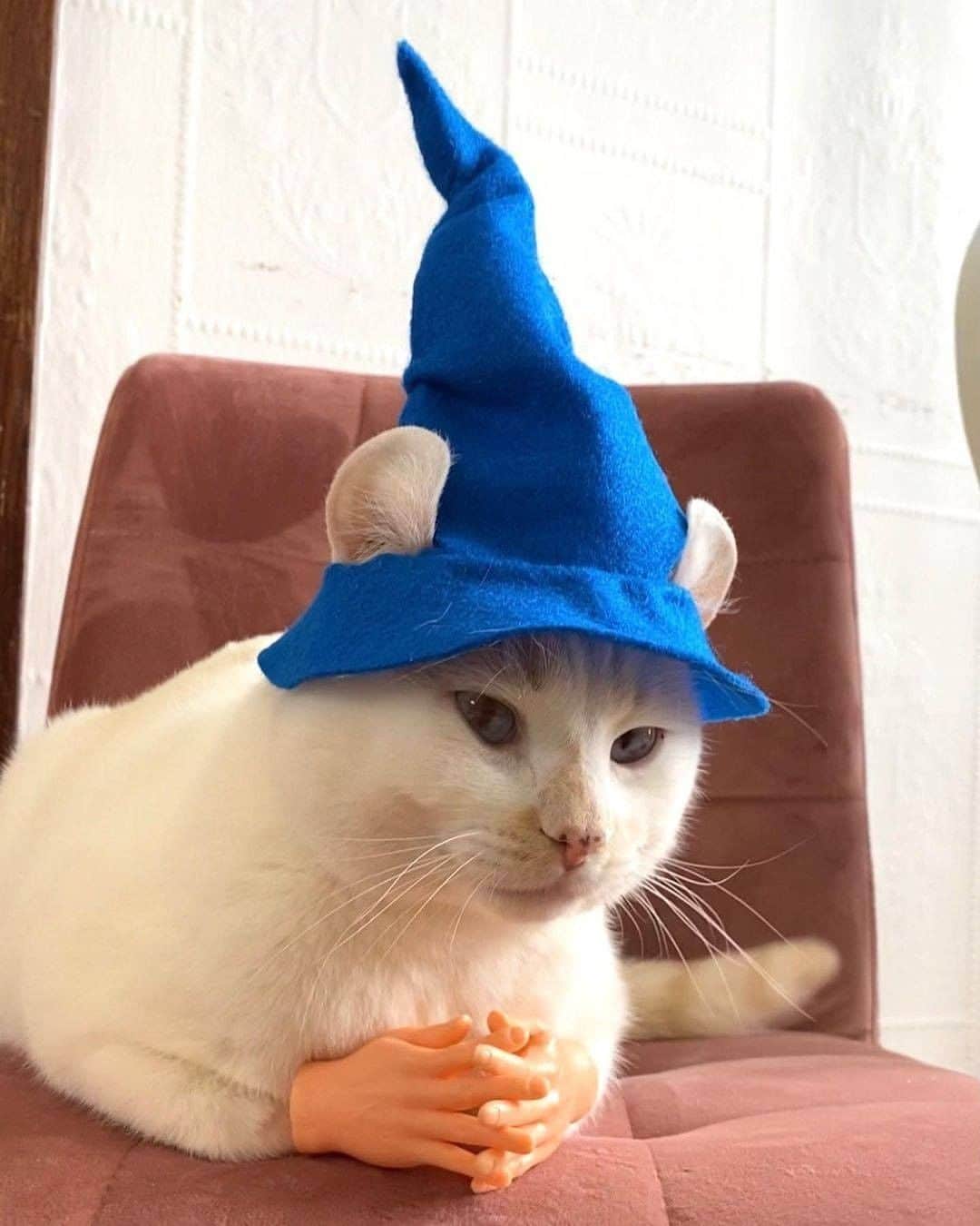 Aww Clubさんのインスタグラム写真 - (Aww ClubInstagram)「Leave a question wizard @pringles_thecat will try to give you an answer  #meowed #pringles #wizard #masterofwisdom」2月7日 1時00分 - meowed