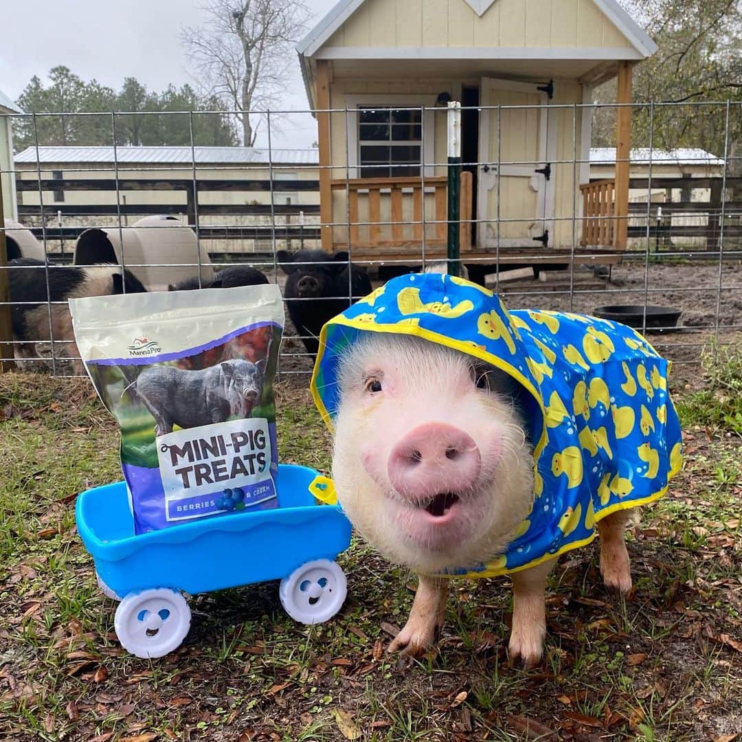 Priscilla and Poppletonさんのインスタグラム写真 - (Priscilla and PoppletonInstagram)「Silly Pop was super excited to wear his raincoat Santa brought him to help with the farm chores this morning. Everyone still has to eat when it’s raining. Pop was so piggy proud they tipped him a few treats for delivering it to their front door.🐷☔️#prissyandpopshelpinghooves #rescuefarm #farmerpop #PrissyandPop」2月7日 1時04分 - prissy_pig