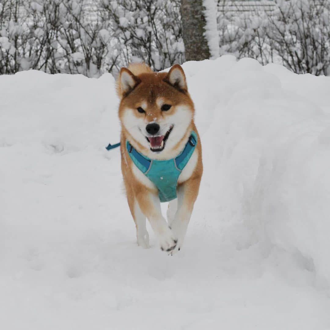 ?Fricko the Shiba Inu?のインスタグラム