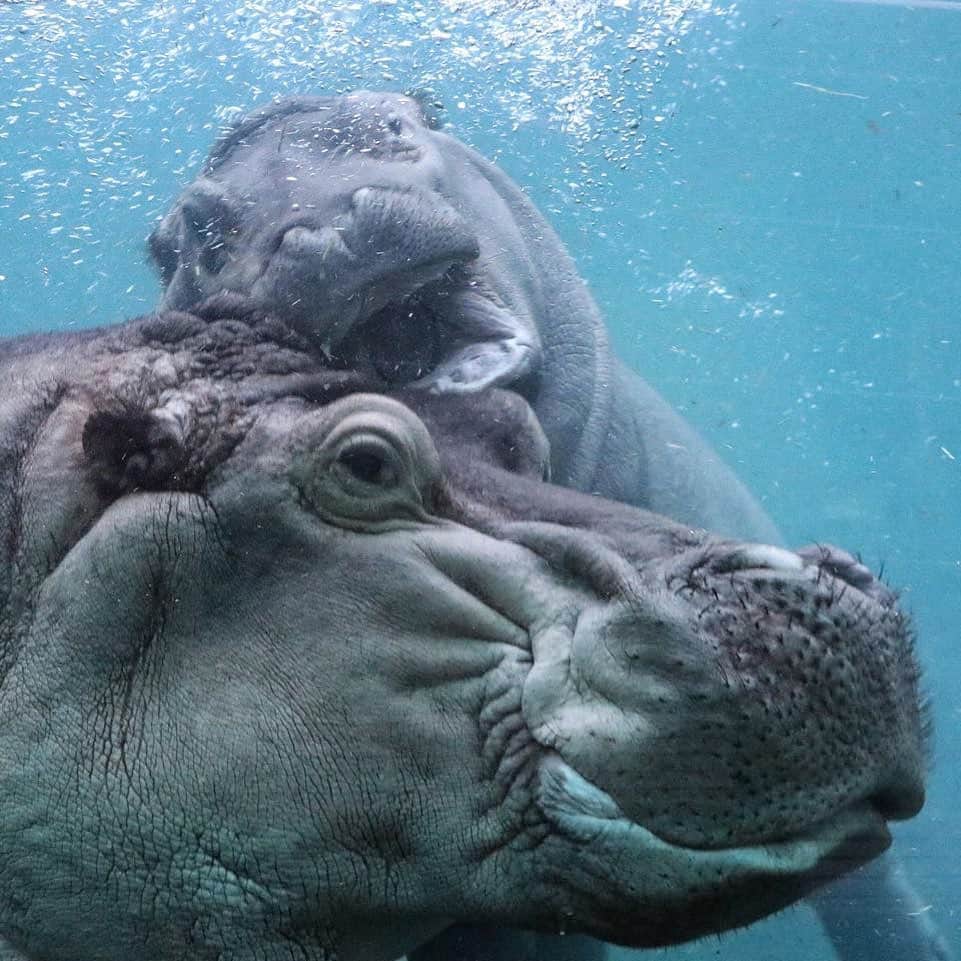 San Diego Zooさんのインスタグラム写真 - (San Diego ZooInstagram)「Hip hippo hooray! We're celebrating Amahle's first birthday today. Tune in to Hippo Cam for the festivities. #HippoBirthday #HipHopAnonymous #SanDiegoZoo 📷 Liz Sauer」2月7日 1時45分 - sandiegozoo