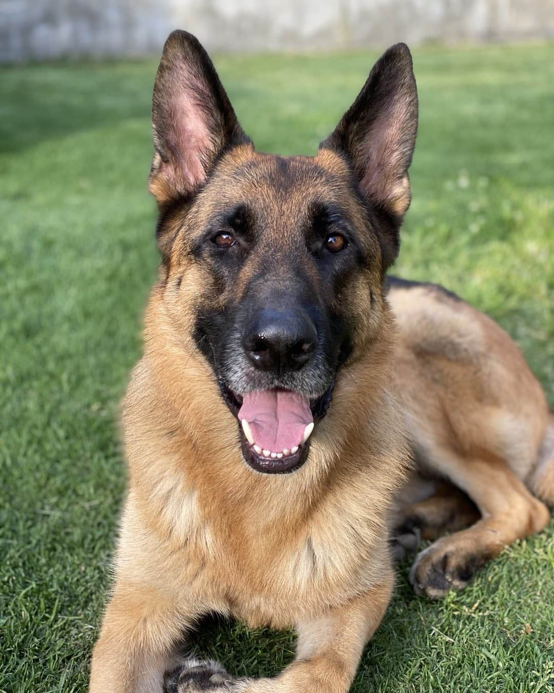 ロバート・パトリックさんのインスタグラム写真 - (ロバート・パトリックInstagram)「My #bestfriend Blitz is Four years old today! #happybirrhday buddy! @guidedogsofamerica #germanshepherd @guidedogsofamerica #germanshepherdsofinstagram #dog #dogs」2月7日 2時26分 - ripfighter