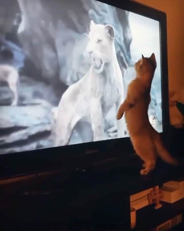 WildLifeのインスタグラム：「Caption this 😀 Video by @Bubs.meow」